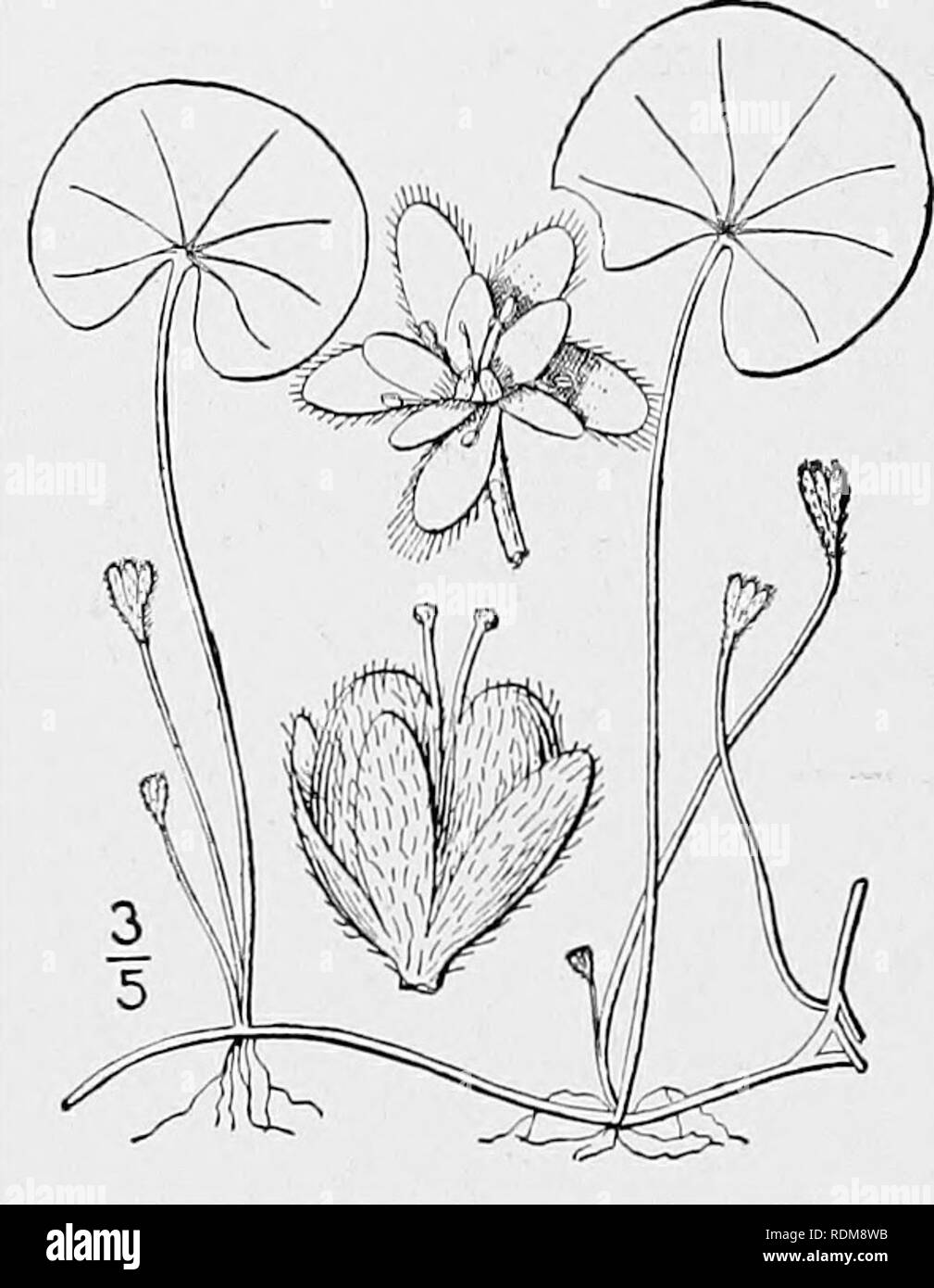 . An illustrated flora of the northern United States, Canada and the British possessions, from Newfoundland to the parallel of the southern boundary of Virginia, and from the Atlantic Ocean westward to the 102d meridian. Botany; Botany. 4° DICHONDRACEAE. Vol. III.. i. Dichondra carolinensis Michx. Dichondra. Fig. 2423. Dichondra carolinensis Michx. Fl. Bor. Am. I : 136. 1803. Somewhat pubescent, or glabrous; stems almost fili- form, creeping, rooting at the nodes, 6'-2° long. Leaves orbicular to reniform, deeply cordate, i'-li' in diameter, palmately veined; petiole often much longer than the  Stock Photo