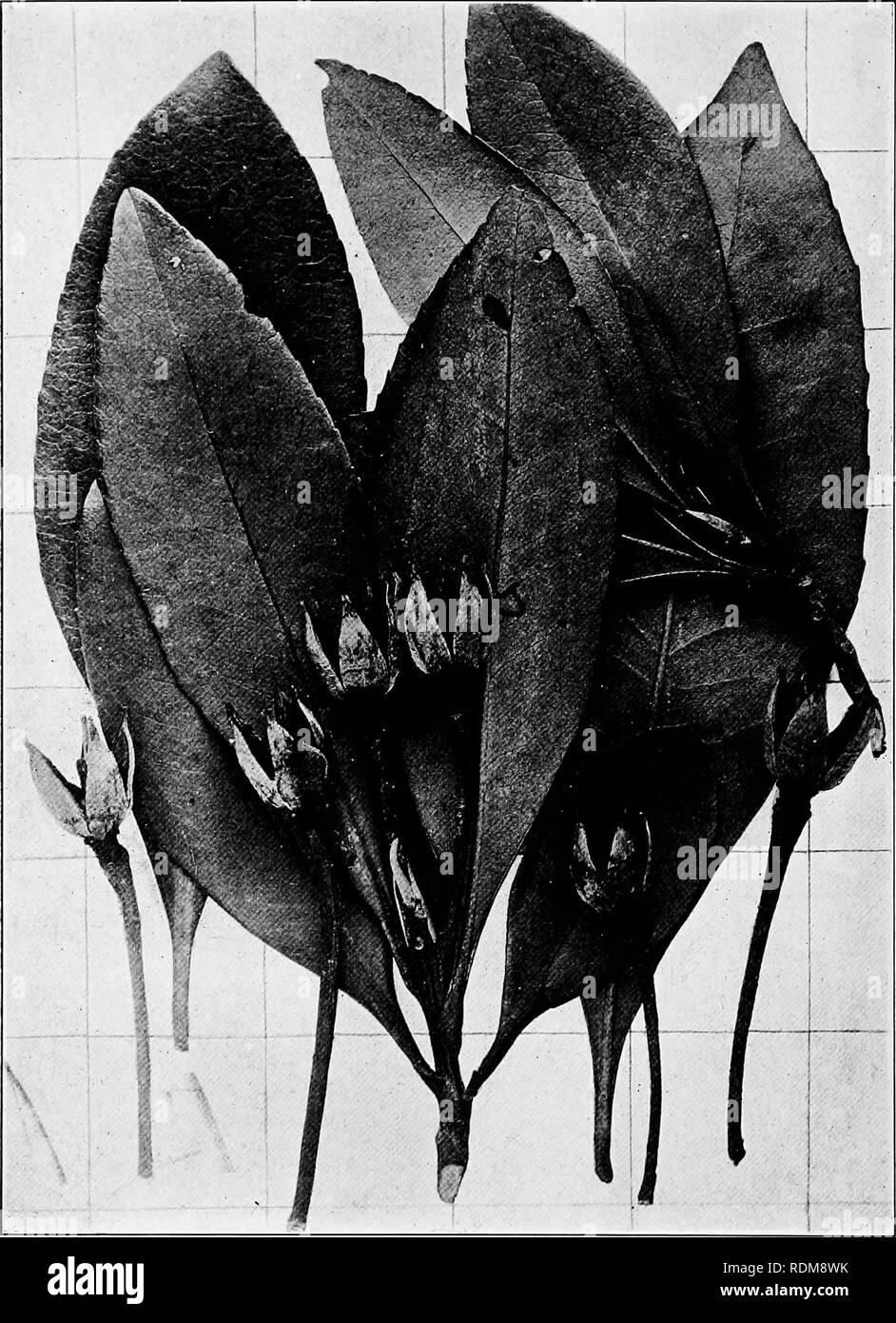 . Handbook of the trees of the northern states and Canada east of the Rocky Mountains, photo-descriptive . Trees. LOBLOLLY BAY. Gordonia Lasianthus Ell.. Fig. 413. Branchlet with mature leaves and empty capsules after the discharge of the seeds. 414. Tree with leaves at base. Near Rocky Point, N. C. 415. Wood structure magnified 15 diameters.. Please note that these images are extracted from scanned page images that may have been digitally enhanced for readability - coloration and appearance of these illustrations may not perfectly resemble the original work.. Hough, Romeyn Beck, 1857-1924. Lo Stock Photo