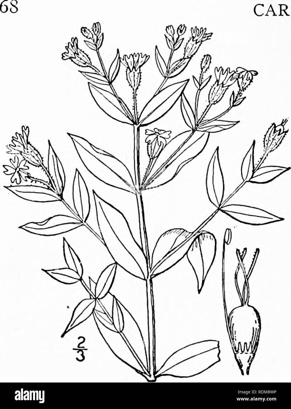 . An illustrated flora of the northern United States, Canada and the British possessions, from Newfoundland to the parallel of the southern boundary of Virginia, and from the Atlantic Ocean westward to the 102d meridian. Botany; Botany. CARYOPHYLLACEAE. Vol. II. 16. Silene Menziesii Hook. Menzies' Pink. Fig. 1816. Silene Menziesii Hook. Fl. Bor, Am. i : 90. pi. 30, 1830, Perennial, slender, ascending or decumbent, leafy, widely branching, minutely and densely glandular- pubescent, 6'-i8' high. Leaves sessile, or the low- est narrowed into a petiole, oval, ovate-lanceolate or slightly oblanceol Stock Photo