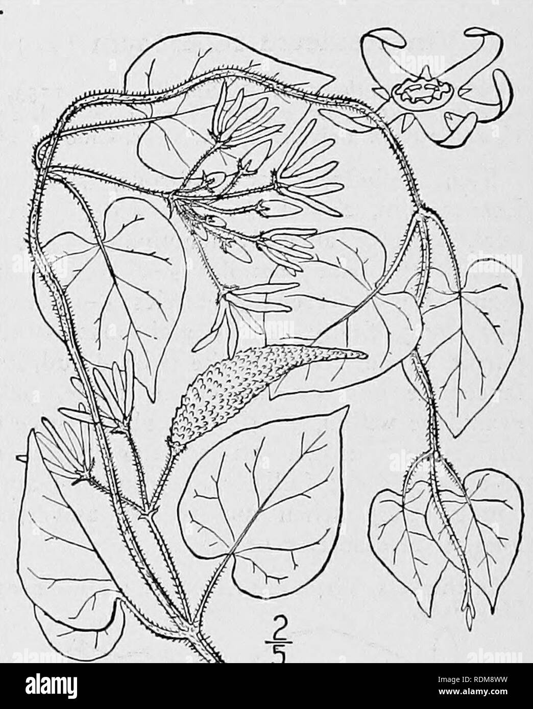 . An illustrated flora of the northern United States, Canada and the British possessions, from Newfoundland to the parallel of the southern boundary of Virginia, and from the Atlantic Ocean westward to the 102d meridian. Botany; Botany. 5. Vincetoxicum carolinense (Jacq.) Britton. Carolina Vincetoxicum. Fig. 3420. Cynanchum carolinense Jacq. Coll. 2: 228. 1788. G. carolinensis R. Br.; R. &amp; S. Syst. 6: 62. 1820. V. carolinense Britton, Mem. Torr. Club 5 : 265. 1894. Stem hirsute. Leaves broadly ovate, acute or short-acuminate at the apex, deeply cordate at the base with a narrow or closed s Stock Photo