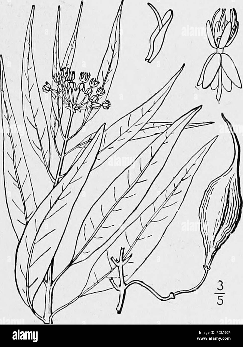 . An illustrated flora of the northern United States, Canada and the British possessions, from Newfoundland to the parallel of the southern boundary of Virginia, and from the Atlantic Ocean westward to the 102d meridian. Botany; Botany. 20. Asclepias brachystephana Engelm. Short-crowned Milkweed. Fig. 3402. Asclepias brachystephana Engelm.; Torr. Bot. Mex. Bound. Surv. 163. 1859. Puberulent when young, soon glabrate; stems clustered, often branched, spreading or ascend- ing, 6'-i2' long. Leaves mostly opposite, lanceo- late or linear-lanceolate, thick, long-acuminate at the apex, rounded, subc Stock Photo