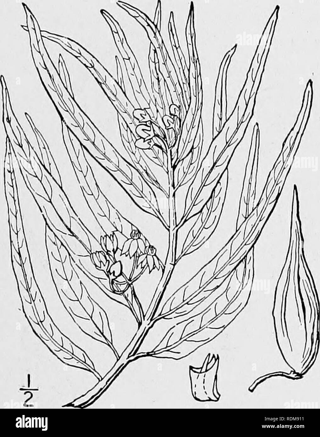 . An illustrated flora of the northern United States, Canada and the British possessions, from Newfoundland to the parallel of the southern boundary of Virginia, and from the Atlantic Ocean westward to the 102d meridian. Botany; Botany. 20. Asclepias brachystephana Engelm. Short-crowned Milkweed. Fig. 3402. Asclepias brachystephana Engelm.; Torr. Bot. Mex. Bound. Surv. 163. 1859. Puberulent when young, soon glabrate; stems clustered, often branched, spreading or ascend- ing, 6'-i2' long. Leaves mostly opposite, lanceo- late or linear-lanceolate, thick, long-acuminate at the apex, rounded, subc Stock Photo