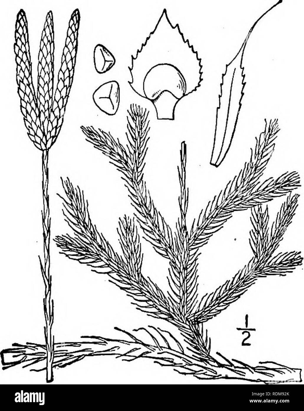 . An illustrated flora of the northern United States, Canada and the British possessions, from Newfoundland to the parallel of the southern boundary of Virginia, and from the Atlantic Ocean westward to the 102d meridian. Botany; Botany. 12. Lycopodium clavatum L, Running-pine. Club-moss. Fig. in. Lycopodium clavatum L. Sp. PI. 1101. 1753. Main stems prostrate, extensively creeping (3°-9°) along the ground, branching horizontally, with numer-- ous very leafy ascending pinnately branched aerial stems; leaves crowded, many-ranked, linear, bristle- tipped, entire or denticulate, those of the main  Stock Photo