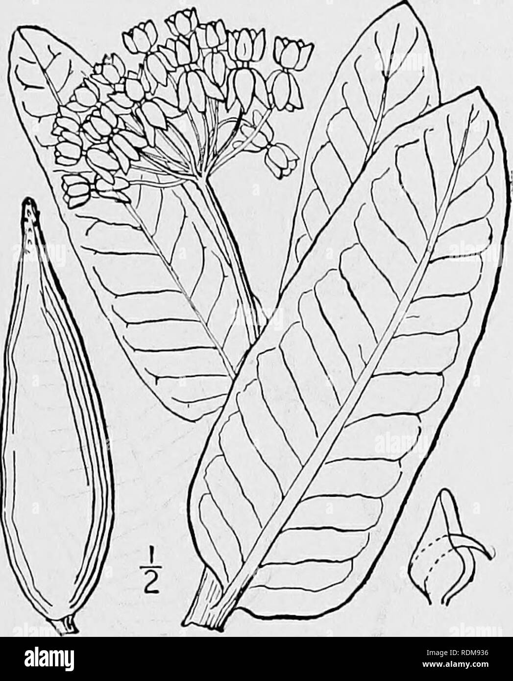 . An illustrated flora of the northern United States, Canada and the British possessions, from Newfoundland to the parallel of the southern boundary of Virginia, and from the Atlantic Ocean westward to the 102d meridian. Botany; Botany. Genus i. MILKWEED FAMILY. 27 7. Asclepias pulchra Ehrh. Hairy Milk- weed. Fig. 3389, Asclepias pulchra Ehrh.; Willd. Sp. PI. 1: 1267. 1798. A. incarnata var. pulchra Pers. Syn. 1: 276. 1805. Similar to the preceding species and perhaps hy- bridizing with it where the two grow together; stem stout, tomentose-pubescent, usually branched, 2°-3$° high, leafy to the Stock Photo