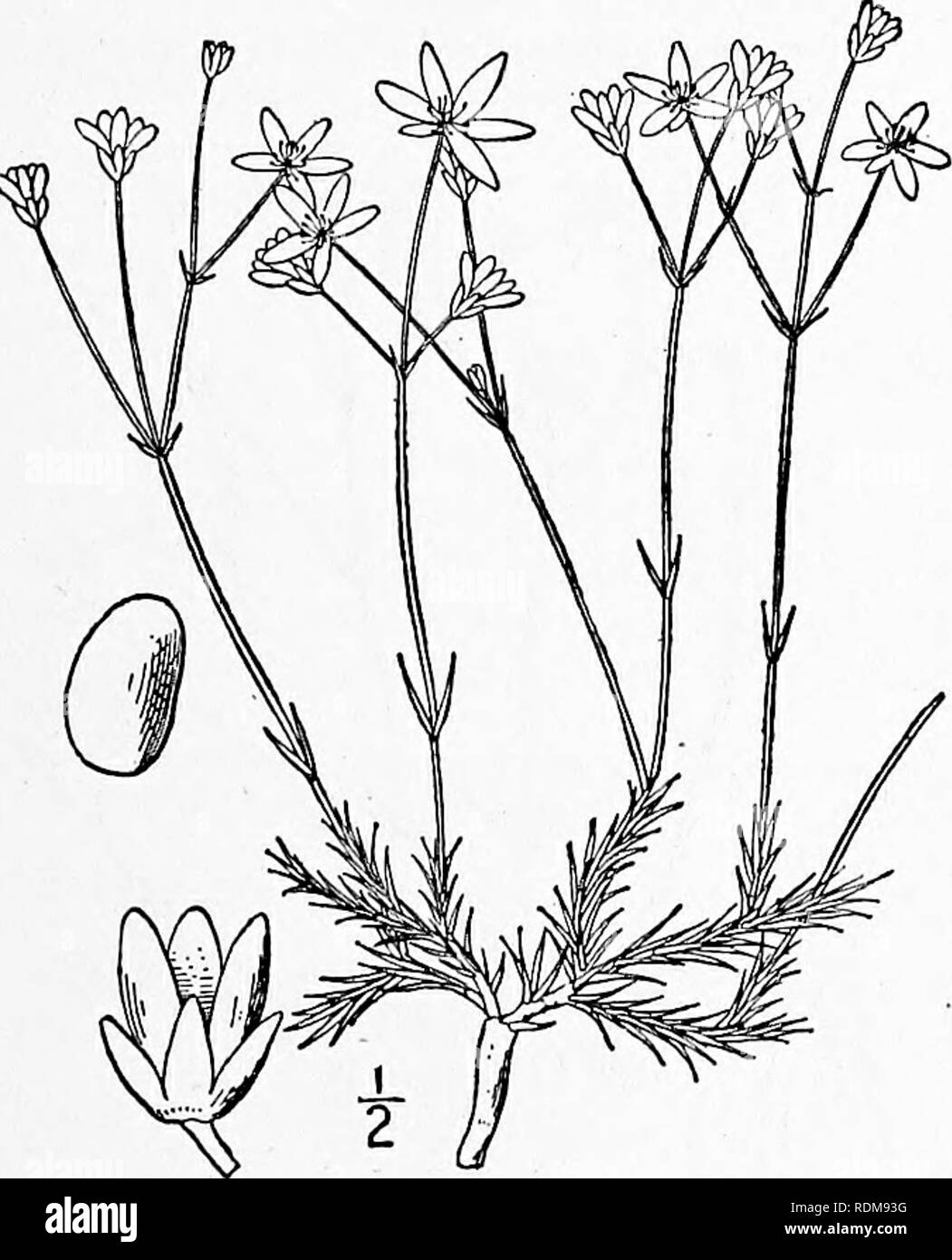 . An illustrated flora of the northern United States, Canada and the British possessions, from Newfoundland to the parallel of the southern boundary of Virginia, and from the Atlantic Ocean westward to the 102d meridian. Botany; Botany. Genus 5. CHICKWEED FAMILY. 55 8. Arenaria sajanensis Willd. Siberian Sandwort. Fig. 1784. Stellaria bifiora L. Sp. PI. 422. 1753. Not A. bi- flora L. Arenaria sajanensis Willd. ; Schlecht. Mag. Naturfr. 1816: 200. 1816. Arenaria bifiora S. Wats. Bibl. Index i ; 91. 1878. Tufted, perennial, steins decumbent, glandular- pubescent, 4' high or less, densely leafy b Stock Photo
