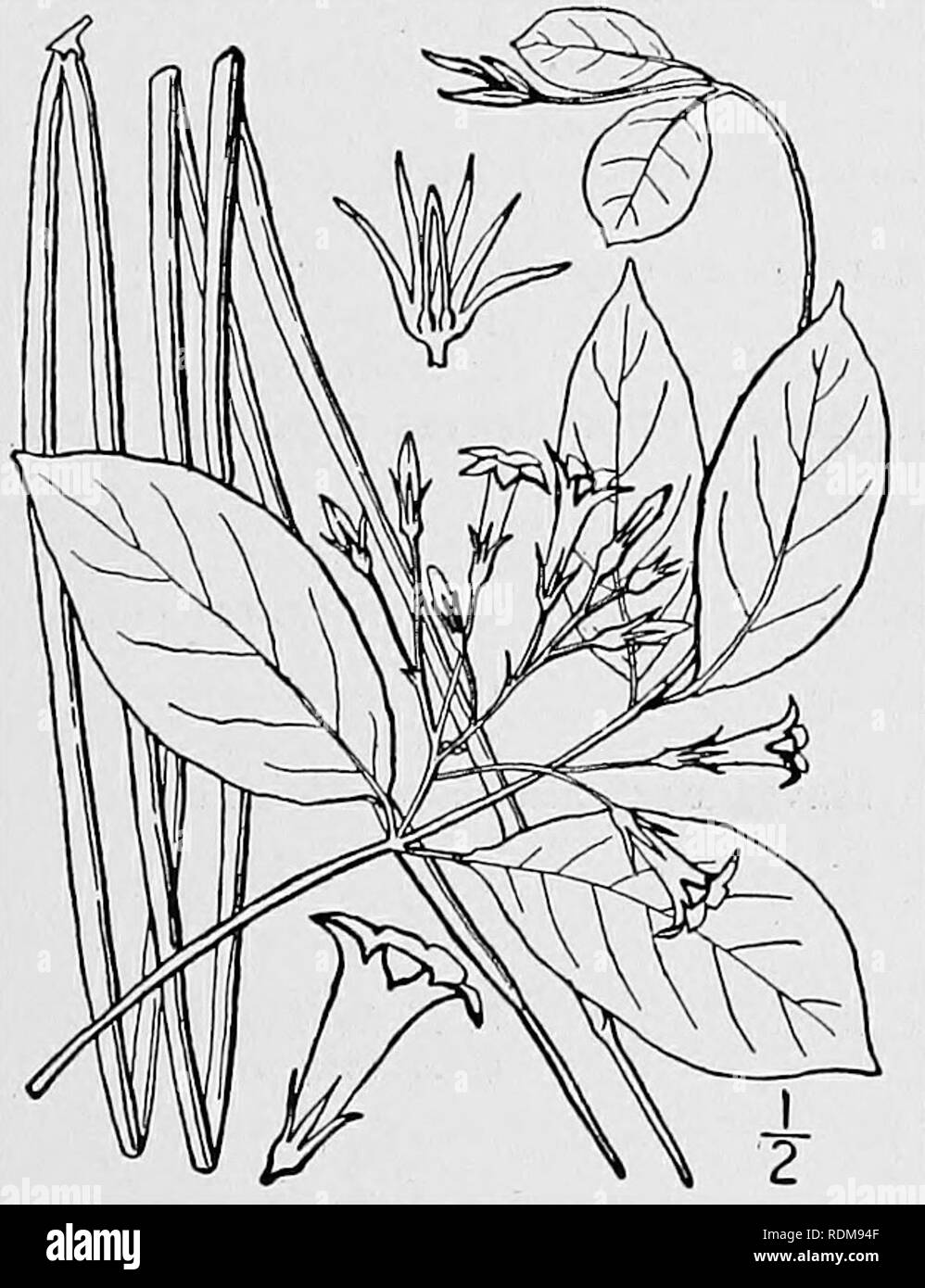. An illustrated flora of the northern United States, Canada and the British possessions, from Newfoundland to the parallel of the southern boundary of Virginia, and from the Atlantic Ocean westward to the 102d meridian. Botany; Botany. 6. Apocynum pubescens R. Br. Velvet Dog- bane. Fig. 3381. A. pubescens R. Br. Mem. Wern. Soc. 1: 68. 1811. Apocynum cannabinum var. pubescens A. DC. Prodr. 8: 440. 1844. Whole plant, including the pedicels and calyx, densely velvety-pubescent, or the stem sometimes glabrate. Branches ascending; leaves oval to elliptic, obtuse or acute at the apex, strongly mucr Stock Photo