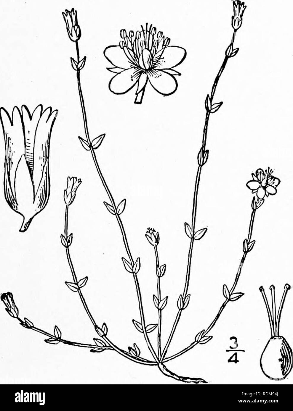 . An illustrated flora of the northern United States, Canada and the British possessions, from Newfoundland to the parallel of the southern boundary of Virginia, and from the Atlantic Ocean westward to the 102d meridian. Botany; Botany. Genus 5. CHICKWEED FAMILY. 53 2. Arenaria leptoclados Reichenb. Slender Sandwort. Fig. 1778. Arenaria leptoclados Reichenb.; Guss. Fl. Sic. Syn. 2: 284. 1844. Annual, tufted, much branched, roughish- puberulent, resembling Arenaria scrpyllifolia L. Leaves lanceolate or ovate-lanceolate, i2&quot;-2j&quot; long, about one-half as wide as long, acute or acuminate; Stock Photo