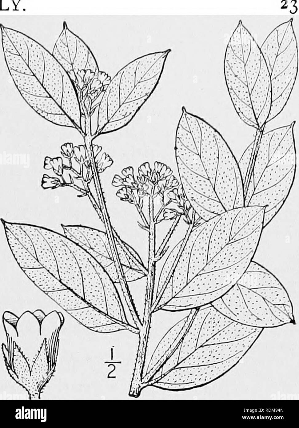 . An illustrated flora of the northern United States, Canada and the British possessions, from Newfoundland to the parallel of the southern boundary of Virginia, and from the Atlantic Ocean westward to the 102d meridian. Botany; Botany. Genus 3. DOGBANE FAMILY.. 6. Apocynum pubescens R. Br. Velvet Dog- bane. Fig. 3381. A. pubescens R. Br. Mem. Wern. Soc. 1: 68. 1811. Apocynum cannabinum var. pubescens A. DC. Prodr. 8: 440. 1844. Whole plant, including the pedicels and calyx, densely velvety-pubescent, or the stem sometimes glabrate. Branches ascending; leaves oval to elliptic, obtuse or acute  Stock Photo