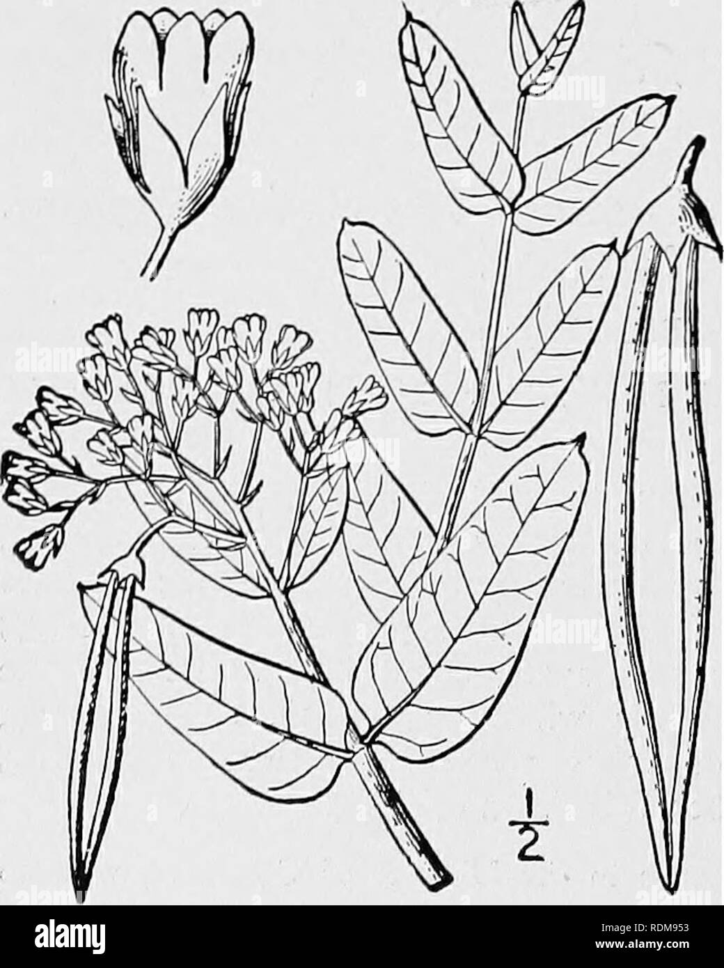 . An illustrated flora of the northern United States, Canada and the British possessions, from Newfoundland to the parallel of the southern boundary of Virginia, and from the Atlantic Ocean westward to the 102d meridian. Botany; Botany. APOCYNACEAE. Vol. III. 3. Apocynum Milleri Britton. Miller's Dogbane. Fig. 3378. Apocynum Milleri Britton, Manual 739. 1901. Stem slender, 3° high or less, the branches spreading. Leaves oblong to ovate-lanceolate, 2i'-3i' long, pubescent beneath, the pubescent petioles ii&quot;-3 long; cymes small, terminal or also in the upper axils, the pedicels i&quot;-ii&q Stock Photo