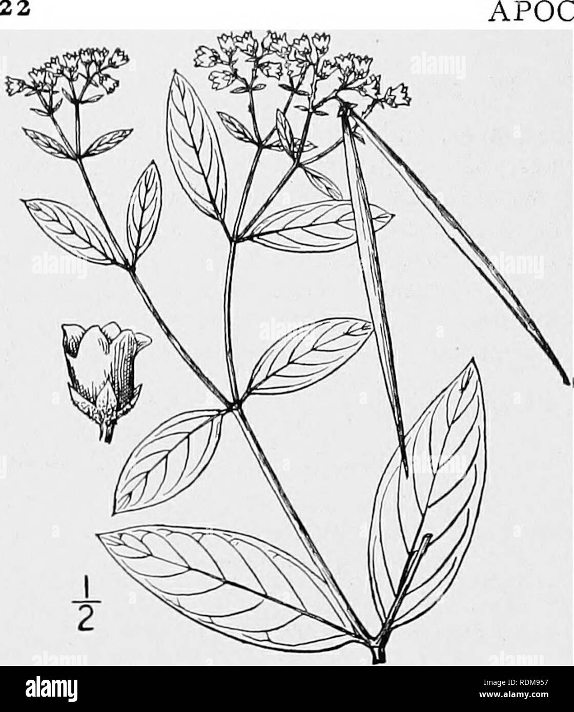 . An illustrated flora of the northern United States, Canada and the British possessions, from Newfoundland to the parallel of the southern boundary of Virginia, and from the Atlantic Ocean westward to the 102d meridian. Botany; Botany. APOCYNACEAE. Vol. III. 3. Apocynum Milleri Britton. Miller's Dogbane. Fig. 3378. Apocynum Milleri Britton, Manual 739. 1901. Stem slender, 3° high or less, the branches spreading. Leaves oblong to ovate-lanceolate, 2i'-3i' long, pubescent beneath, the pubescent petioles ii&quot;-3 long; cymes small, terminal or also in the upper axils, the pedicels i&quot;-ii&q Stock Photo