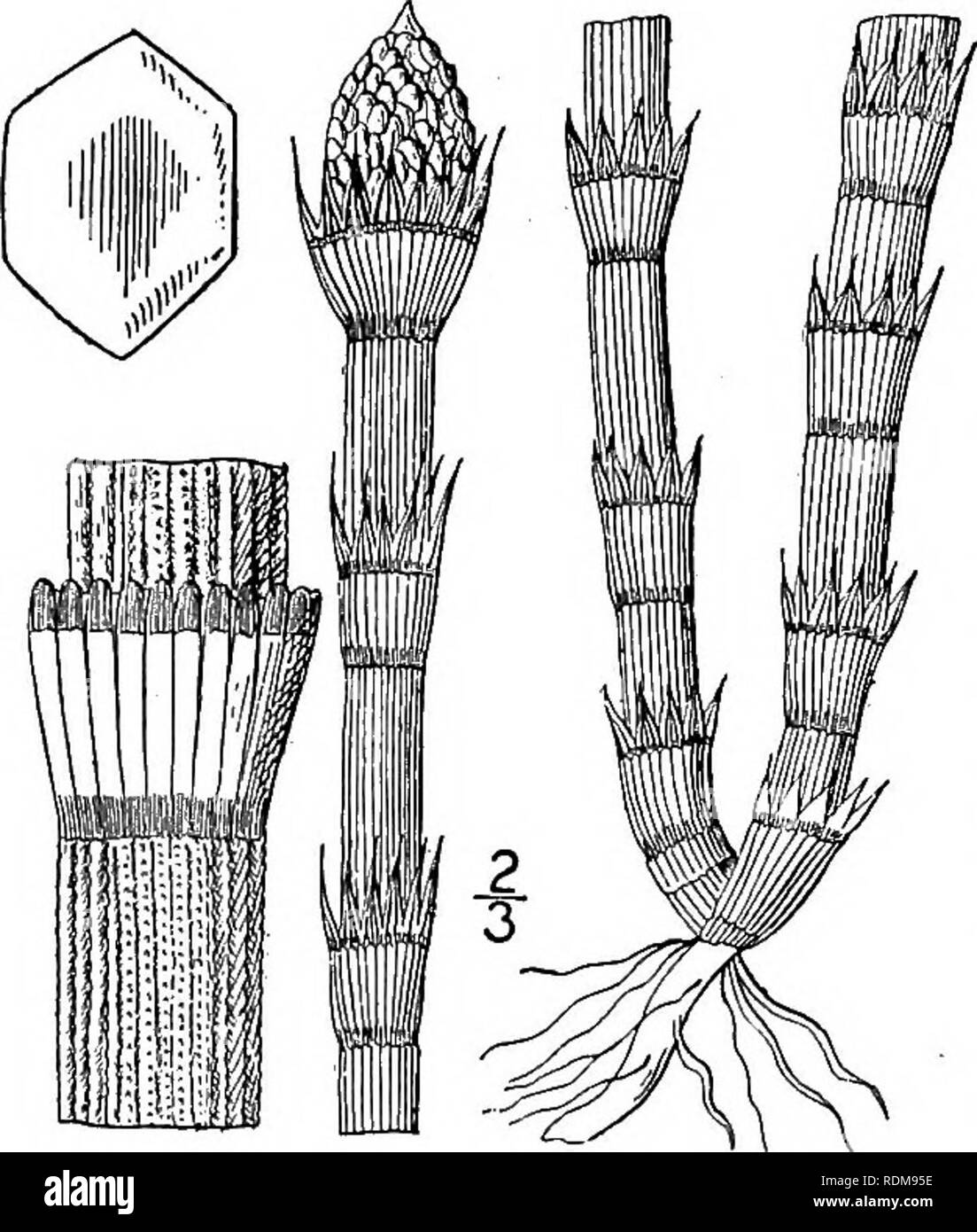 . An illustrated flora of the northern United States, Canada and the British possessions, from Newfoundland to the parallel of the southern boundary of Virginia, and from the Atlantic Ocean westward to the 102d meridian. Botany; Botany. Genus i. HORSETAIL FAMILY. 41 6. Equisetum fluviatile L. Swamp Horsetail. Fig. 94. Equisetum limosum L. Sp. PI. 1062. 1753. Equisetum limosum L. Sp. PI. 1062. 1753. Stems annual, all alike, 2°-4° high, slightly 10-30- furrowed, very smooth, usually producing upright branches after the spores are formed, the stomata scattered. Sheaths appressed with about 18 dar Stock Photo