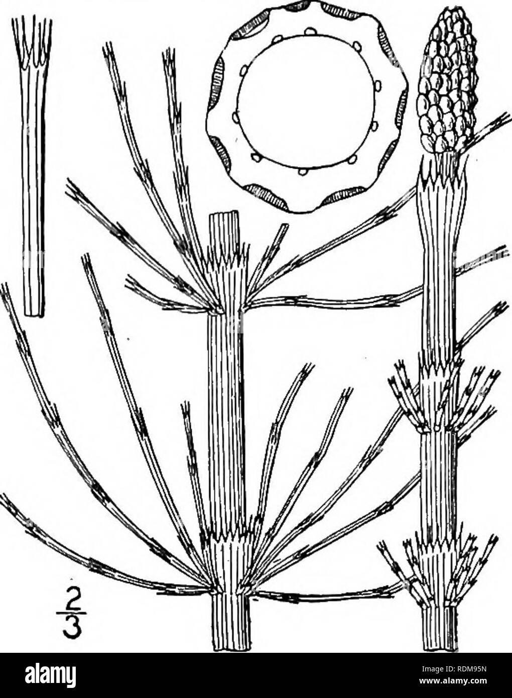 . An illustrated flora of the northern United States, Canada and the British possessions, from Newfoundland to the parallel of the southern boundary of Virginia, and from the Atlantic Ocean westward to the 102d meridian. Botany; Botany. Genus i. HORSETAIL FAMILY. 41 6. Equisetum fluviatile L. Swamp Horsetail. Fig. 94. Equisetum limosum L. Sp. PI. 1062. 1753. Equisetum limosum L. Sp. PI. 1062. 1753. Stems annual, all alike, 2°-4° high, slightly 10-30- furrowed, very smooth, usually producing upright branches after the spores are formed, the stomata scattered. Sheaths appressed with about 18 dar Stock Photo