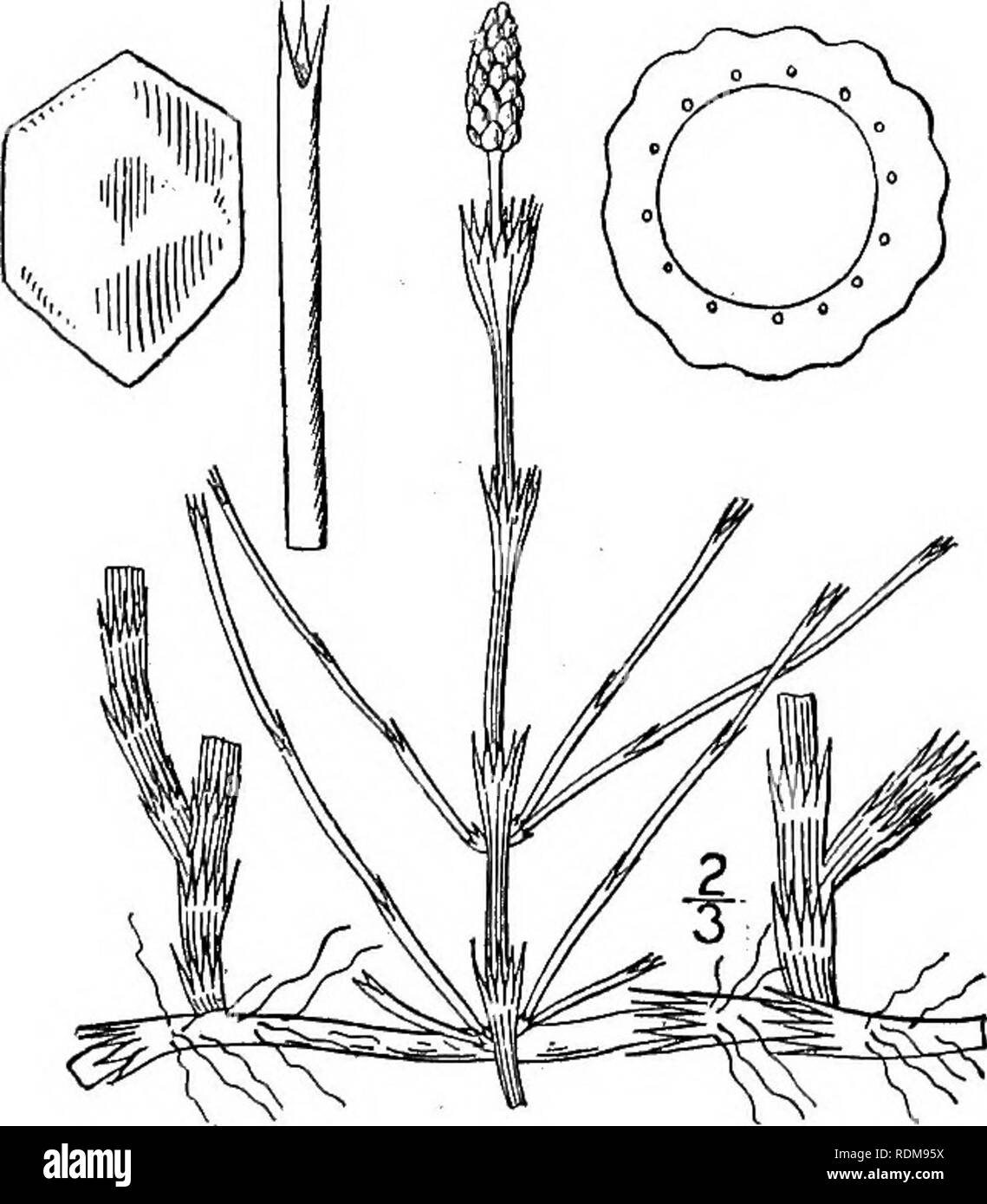 . An illustrated flora of the northern United States, Canada and the British possessions, from Newfoundland to the parallel of the southern boundary of Virginia, and from the Atlantic Ocean westward to the 102d meridian. Botany; Botany. In wet places, Nova Scotia to Alaska, Connecticut, western New York, Illinois and Arizona. Also in Europe and Asia. July-Aug. Marsh-weed, Paddock-or Snake- pipes ; Cat-whistles. 5. Equisetum littorale Kuehl. Shore Horsetail. Fig. 93. Equisetum littorale Kuehl. Beitr. Pflanz. Russ. Reichs, 4: 91. 1845. Stems annual, very slender, all alike, 8-18' high, slightly Stock Photo