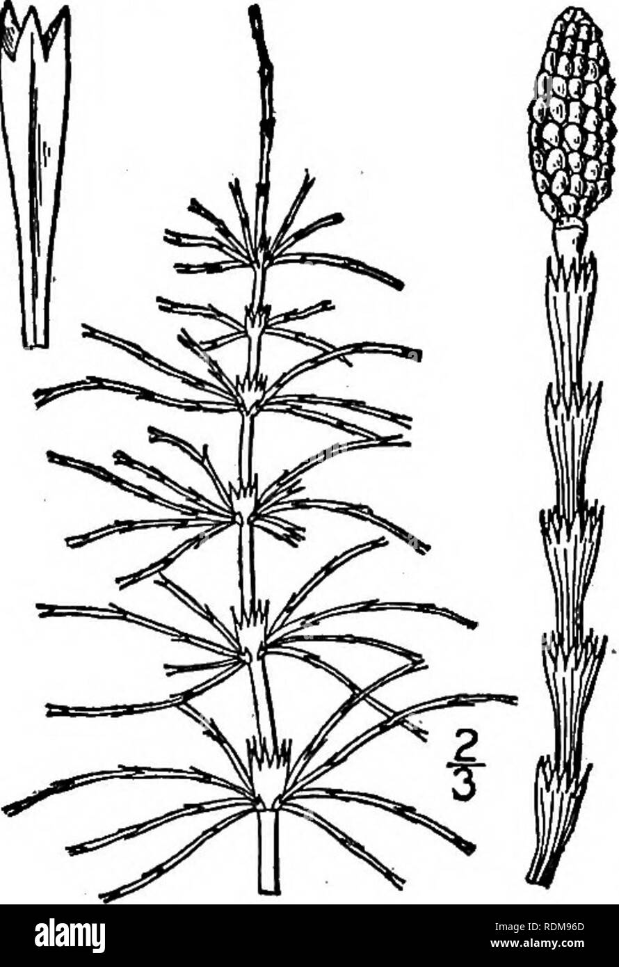 . An illustrated flora of the northern United States, Canada and the British possessions, from Newfoundland to the parallel of the southern boundary of Virginia, and from the Atlantic Ocean westward to the 102d meridian. Botany; Botany. 2. Equisetum pratense Ehrh. Thicket or Meadow Horsetail. Fig. 90. Equisetum pratense Ehrh. Hanov. Mag. 9: 138. 1784. Stems annual, 8'-i6' high, with scattered stomata, the fertile appearing in spring before the sterile, branched when old, only its apex withering, the two becoming similar in age; stems rough, 8-20-ridged with narrow furrows and cylindric or cup- Stock Photo