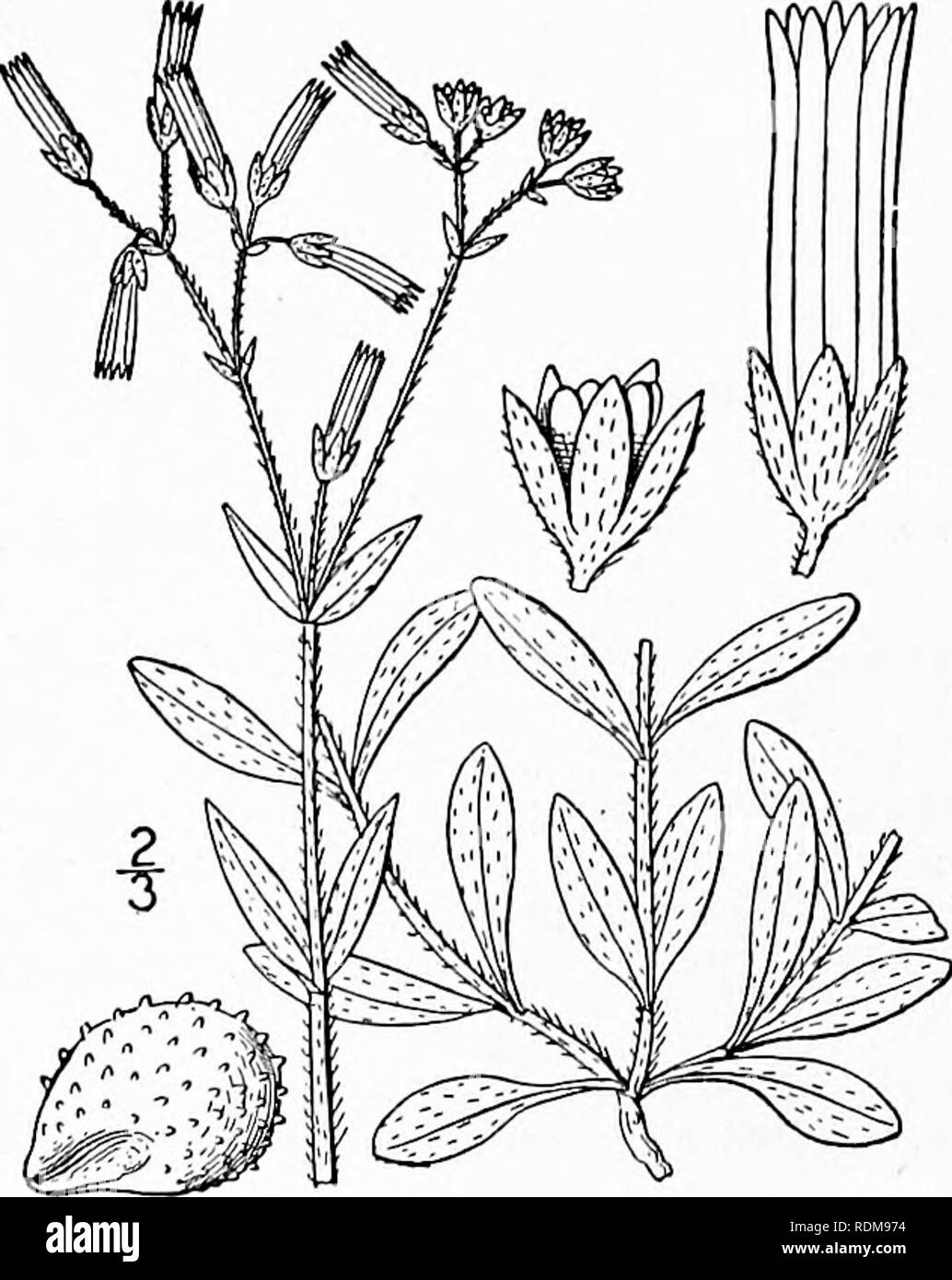 . An illustrated flora of the northern United States, Canada and the British possessions, from Newfoundland to the parallel of the southern boundary of Virginia, and from the Atlantic Ocean westward to the 102d meridian. Botany; Botany. 5. Cerastium brachypodum (Engelm.) Robinson. Short-stalked Chickweed. Fig. 1767. Cerastium nutans var. brachypodum Engelm. ; A. Gray, Man. Ed. 5, 94. 1867. Cerastium brachypodium Robinson ; Britton, Mem. Torr. Club 5: 150. 1894. Cerastium brachypodium compactum Robinson, Proc. Am. Acad. 29: 278. 1894. Annual, light green, viscid-pubescent or pu- berulent all ov Stock Photo