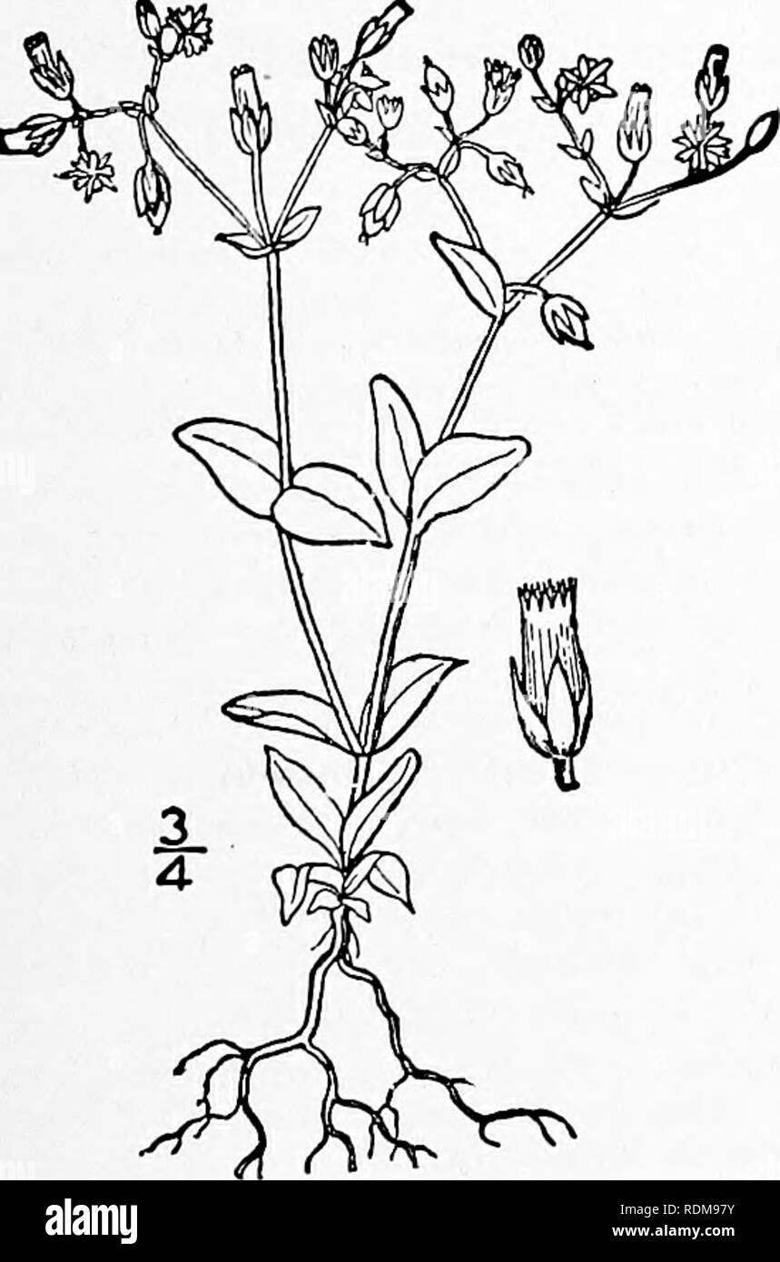 . An illustrated flora of the northern United States, Canada and the British possessions, from Newfoundland to the parallel of the southern boundary of Virginia, and from the Atlantic Ocean westward to the 102d meridian. Botany; Botany. Genus 2. CHICKWEED FAMILY. 47 2. CERASTIUM L. Sp. PL 437. 1753. Annual or perennial, generally pubescent or hirsute herbs, with terminal dichotombus cymes of white flowers. Sepals S, rarely 4. Petals of the same number, emarginate or bilid (rarely wanting). Stamens 10, rarely fewer. Styles equal in number to the sepals and opposite them, or in some species fewe Stock Photo