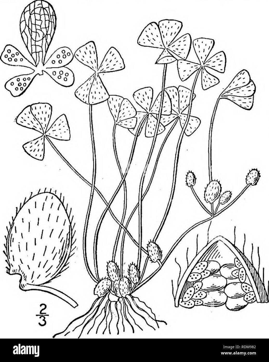 . An illustrated flora of the northern United States, Canada and the British possessions, from Newfoundland to the parallel of the southern boundary of Virginia, and from the Atlantic Ocean westward to the 102d meridian. Botany; Botany. Genus i. MARSILEA FAMILY. 37 i. Marsilea quadrifdlia L European Marsilea or Pepperwort. Fig. 85. Marsilea quadrifolia L. Sp. PI. 1099. 1753. Rootstock slender, buried in the muddy bot- toms of shallow lakes or streams. Petioles usu- ally slender, 2'-$' high, or when submerged sometimes elongated to 1° or 2°. Leaflets mostly triangular-obovate, variable in outli Stock Photo