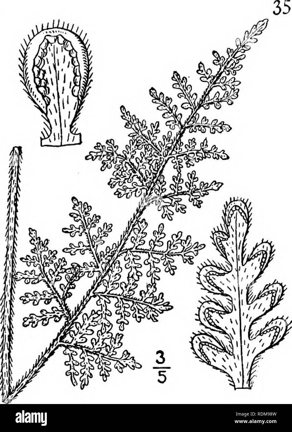 . An illustrated flora of the northern United States, Canada and the British possessions, from Newfoundland to the parallel of the southern boundary of Virginia, and from the Atlantic Ocean westward to the 102d meridian. Botany; Botany. Genus 18. FERN FAMILY.. 4. Cheilanthes tomentosa Link. Woolly Lip-fern. Fig. 81. Cheilanthes tomentosa Link, Hort. Berol. 2: 42. 1833. Rootstock stout, short, densely chaffy with rigid slender striped and concolorous bright brown scales. Stipes tufted, 4'-8' long, rather stout, densely brown- tomentose even when mature; blades oblong-lanceo- late, 3-pinnate, 6' Stock Photo