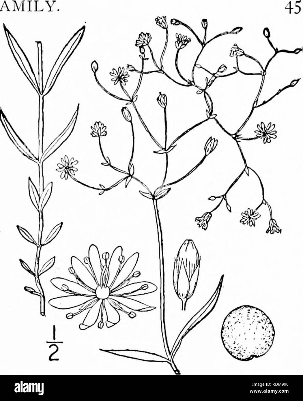. An illustrated flora of the northern United States, Canada and the British possessions, from Newfoundland to the parallel of the southern boundary of Virginia, and from the Atlantic Ocean westward to the 102d meridian. Botany; Botany. Genus i. CHICKWEED FAMILY 9. Alsine longifolia (Muhl.) Britton. Long-leaved Stitchwort. Fig. 1757. Stellaria longifolia Muhl.; Willd. Enum. Hort. Ber. 479- 1S09. 6&quot;. gramm(?a Bigel. Fl. Bost. no. 1814. Not L. 1753. Stellaria Friesiana Ser. in DC. Prodr. i : 400. 1824. A. longifolia Britton, Mem. Torn Club 5: 150. 1894. Weak, glabrous, or the stem rough-ang Stock Photo