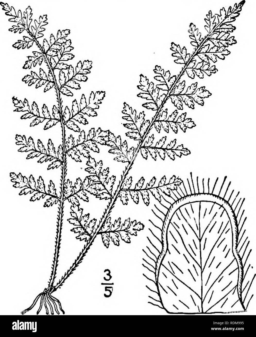 . An illustrated flora of the northern United States, Canada and the British possessions, from Newfoundland to the parallel of the southern boundary of Virginia, and from the Atlantic Ocean westward to the 102d meridian. Botany; Botany. i. Cheilanthes alabamensis (Buck!.) Kunze. Alabama Lip-fern. Fig. 78. Pteris alabamensis Buckl. Amer. Journ. Sci. 45: 177. 1843- C. alabamensis Kunze, Linnaea 20: 4. 1847. Rootstock creeping, rather stout and short, clothed with very slender hair-like dark fer- ruginous scales. Stipes black, 3'-7' long, slender, wiry, villous at least towards the base with rust Stock Photo