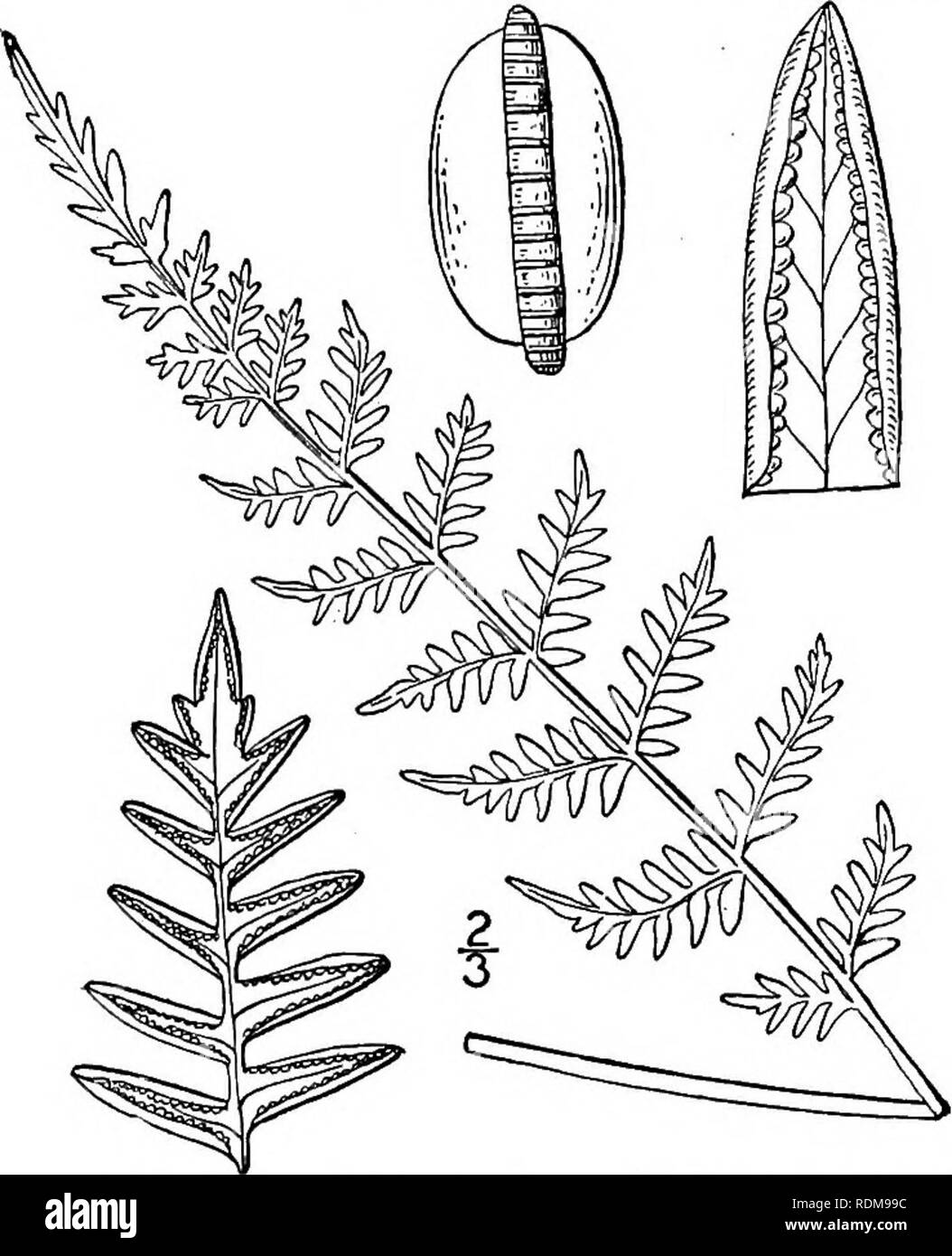 . An illustrated flora of the northern United States, Canada and the British possessions, from Newfoundland to the parallel of the southern boundary of Virginia, and from the Atlantic Ocean westward to the 102d meridian. Botany; Botany. 34 POLYPODIACEAE. Vol. I. Blades a'-s' long; stipes slender ; indusia herbaceous. Blades 6'-is' long; stipes stout, tomentose; indusia membranous. 3. C. Feei. 4. C. tomentosa.. i. Cheilanthes alabamensis (Buck!.) Kunze. Alabama Lip-fern. Fig. 78. Pteris alabamensis Buckl. Amer. Journ. Sci. 45: 177. 1843- C. alabamensis Kunze, Linnaea 20: 4. 1847. Rootstock cree Stock Photo