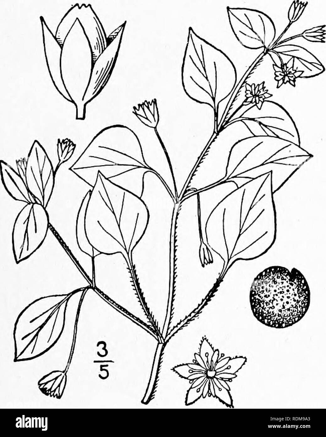. An illustrated flora of the northern United States, Canada and the British possessions, from Newfoundland to the parallel of the southern boundary of Virginia, and from the Atlantic Ocean westward to the 102d meridian. Botany; Botany. Genus i. CHICKWEED FAMILY. 43 3- Alsine uliginosa (Murr.) Britton. Bog Starwort. Marsh Chickweed. Fig. 1751. Stellaria uliginosa Murr. Prodr. Goett. 55. 1770. Alsine uliginosa Britton. Mem. Torr. Club 5: 150. 1894. Weak, decumbent or ascending, slender, generally growing in dense masses, stems nearly simple, 6'-i6' loiig;^ Leaves oblong to oblong-lanceolate, 5& Stock Photo