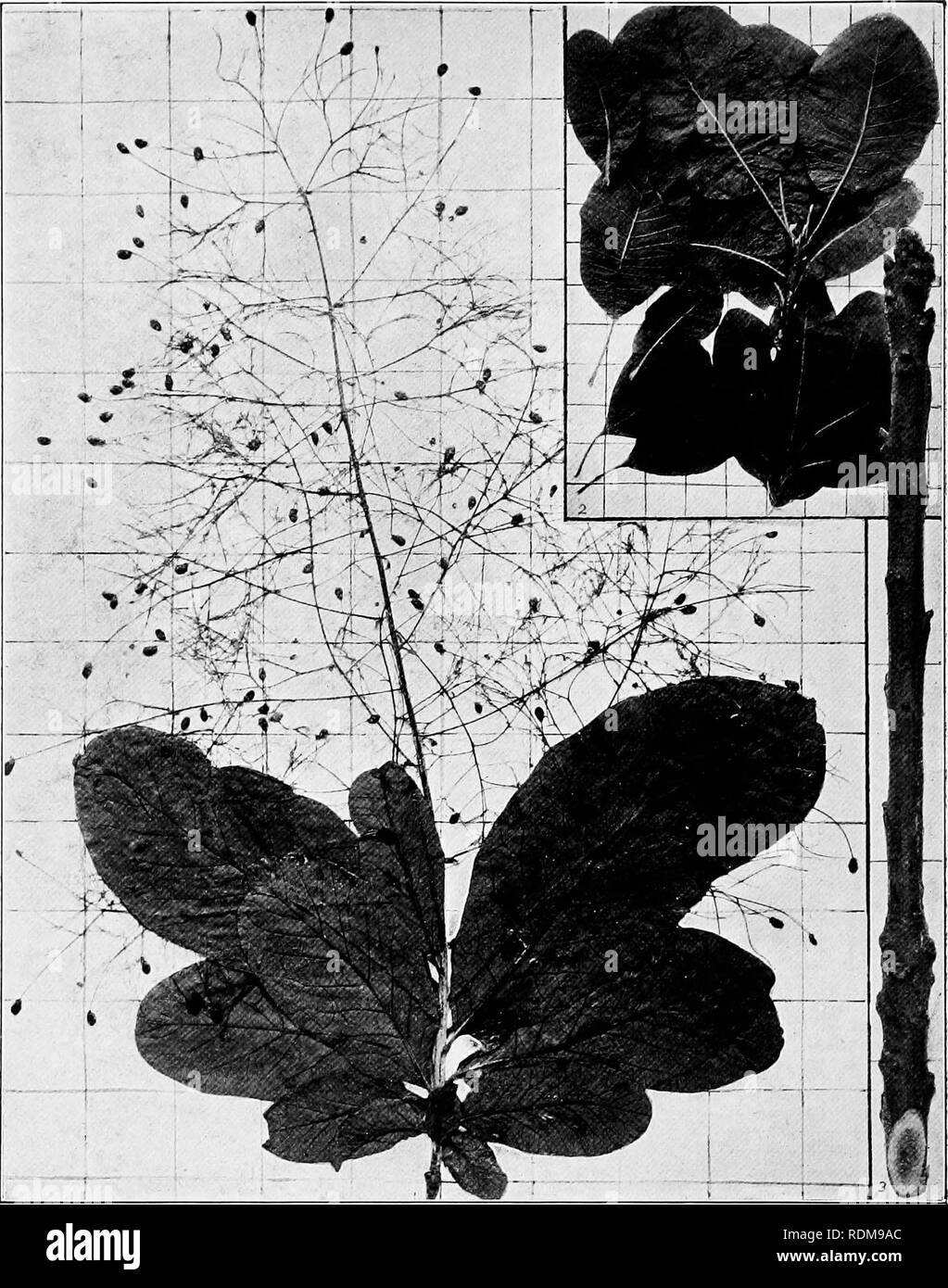 . Handbook of the trees of the northern states and Canada east of the Rocky Mountains, photo-descriptive . Trees. AMERICAN SMOKE-TREE. CHITTAM-WOOD. Cotinus Amencanus ISTntt,-'. Fig' 355- Branchlet with leaves, fruit and plumose sterile pedicels (an herbarium specimen), i assortment of fresh leaves, 2 ; branchlet in winter, 3. 356. Trunk, near Carthage, Mo. 357. Wood structure magnified 15 diameters.. Please note that these images are extracted from scanned page images that may have been digitally enhanced for readability - coloration and appearance of these illustrations may not perfectly res Stock Photo