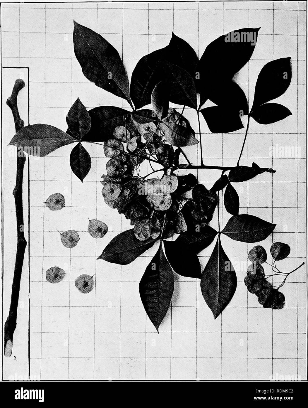 . Handbook of the trees of the northern states and Canada east of the Rocky Mountains, photo-descriptive . Trees. WAFER-ASH. HOP-TREE. Ptelea trifoliata L.. Fig- 349- Branchlet with mature leaves and fruit; leafless branchlet in winter. 350. Large trunk with leaves at base. In cultivation in New York. 351. Wood structure magnified 15 diameters.. Please note that these images are extracted from scanned page images that may have been digitally enhanced for readability - coloration and appearance of these illustrations may not perfectly resemble the original work.. Hough, Romeyn Beck, 1857-1924.  Stock Photo