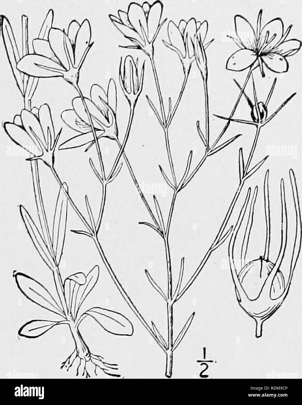 . An illustrated flora of the northern United States, Canada and the British possessions, from Newfoundland to the parallel of the southern boundary of Virginia, and from the Atlantic Ocean westward to the 102d meridian. Botany; Botany. Genus 2. GENTIAN FAMILY. 9. Sabbatia campanulata (L.) Torr. Slender Marsh Pink. Fig. 3344. Chironia campanulata L. Sp. PI. 190. 1753. Chironia gracilis Michx. Fl. Bor. Am. 1: 146. 1803. Sabbatia gracilis Salisb. Parad. Lond. pi. 32. 1806. Sabbatia campanulata Torr. Fl. U. S. 1: 217. 1824. Similar to the preceding species. Stem usually Very slender and much bran Stock Photo