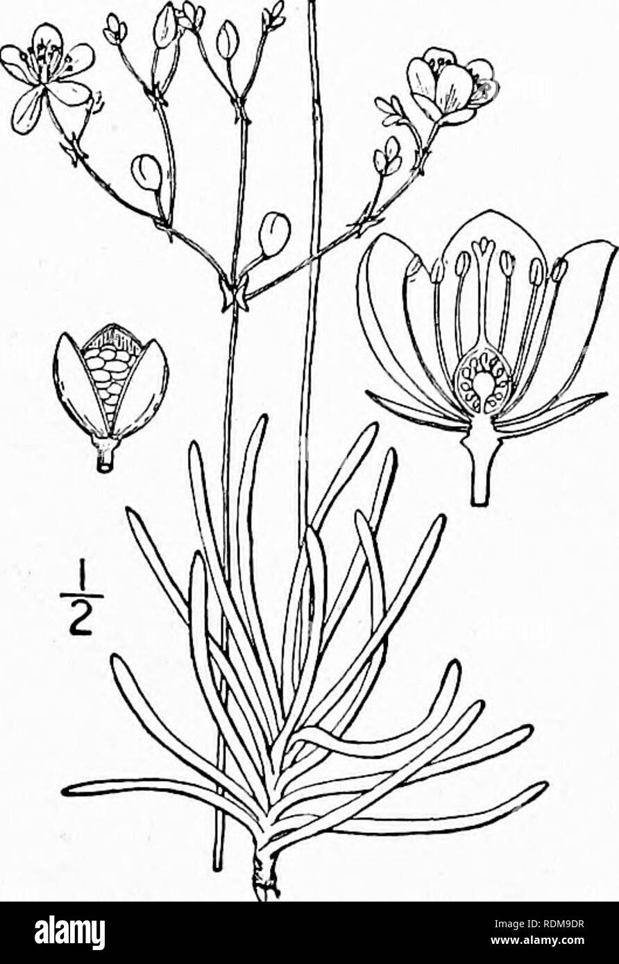 . An illustrated flora of the northern United States, Canada and the British possessions, from Newfoundland to the parallel of the southern boundary of Virginia, and from the Atlantic Ocean westward to the 102d meridian. Botany; Botany. 36 PORTULACACEAE. Vol. II. Flowers 4&quot;-8&quot; broad ; sepals deciduous. Stamens 10-30; capsule globose. Stigma-lobes very short. Stigma-lobes about one-third as long as the style. Stamens only 5 ; capsule oval. Flowers 10&quot;-15&quot; broad; sepals persistent.. 1. T. teretifolium. 2. T, rugospermum. 3. T, parviflorum. 4. T, calycinum. Fame-flower. I. Tal Stock Photo