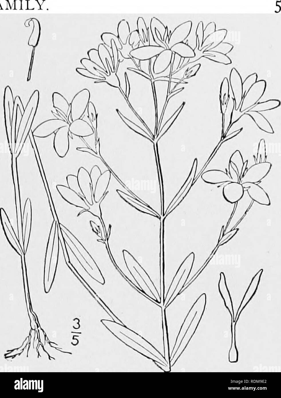 . An illustrated flora of the northern United States, Canada and the British possessions, from Newfoundland to the parallel of the southern boundary of Virginia, and from the Atlantic Ocean westward to the 102d meridian. Botany; Botany. Genus 2. GENTIAN FAMILY. 3. Sabbatia brachiata Ell. Narrow- leaved Sabbatia. Fig. 3338. Chironia angularis var. angustifolia Michx. Fl. Bor. Am. 1 : 146. 1803. S. brachiata Ell. Bot. S. C. &amp; Ga. 1: 284. 1817. .S. angustifolia Britton, Mem. Torr. Club 5 : 259. 1894. Stem slender, branched above, slightly 4- angled, i°-2° hig^i, the branches all opposite. Lea Stock Photo