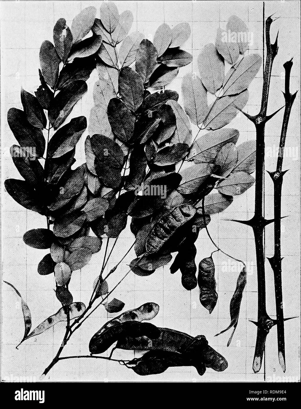 . Handbook of the trees of the northern states and Canada east of the Rocky Mountains, photo-descriptive . Trees. LOCUST. YELLOW LOCUST. Rohiiiia Pscudacacia L.. Fig. 341. Branchlet with leaves and fruit, some showing process of dehiscence; branchlets in winter, 3. 342. Trunk of tree at North Rush, N. Y. 343. Wood structure magnified 15 diameters.. Please note that these images are extracted from scanned page images that may have been digitally enhanced for readability - coloration and appearance of these illustrations may not perfectly resemble the original work.. Hough, Romeyn Beck, 1857-192 Stock Photo
