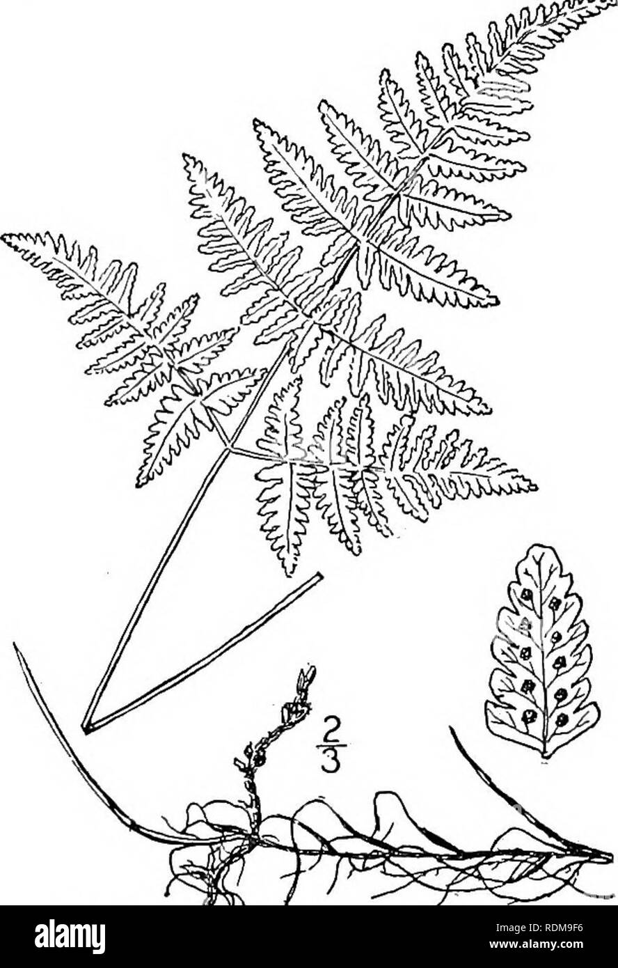 . An illustrated flora of the northern United States, Canada and the British possessions, from Newfoundland to the parallel of the southern boundary of Virginia, and from the Atlantic Ocean westward to the 102d meridian. Botany; Botany. POLYPODIACEAE. Vol. I. 17. Dryopteris Robertiana (Hoffm.) C. Chr. Scented Oak-fern. Fig. 53. Polypodium Robertianum Hoffm. Deutschl. Fl. 2: [add. 4]. 1795- Phegopteris Robertiana A. Br.; Aschers. Fl. Brand. 2 : 198. 1859. Polypodium calcareum Sm. Fl. Brit. 1117. 1804. Phegopteris calcarea Fee, Gen. Fil. 243. 1850-52. Rootstock slender, creeping, branched. Stipe Stock Photo
