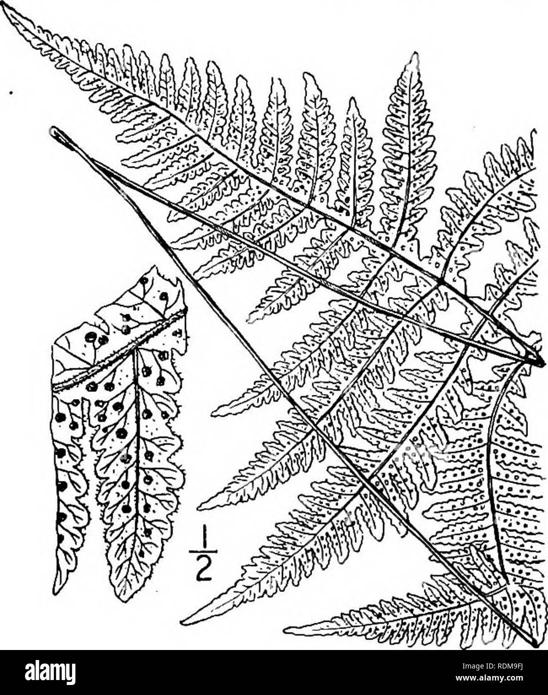 . An illustrated flora of the northern United States, Canada and the British possessions, from Newfoundland to the parallel of the southern boundary of Virginia, and from the Atlantic Ocean westward to the 102d meridian. Botany; Botany. 14. Dryopteris Phegopteris (L.) C. Chr. Long Beech-fern. Fig. 50. Polypodium Phegopteris L. Sp. PI. 1089. 1753. Phegopteris polypodioides Fee, Gen. Fil. 243. 1850-52. Phegopteris Phegopteris Underw.; Small, Bull. Torr. Club, 20: 462. 1893. Dryopteris Phegopteris C. Chr. Ind. Fil. 284. 1905. Rootstock slender, creeping, somewhat chaffy. Stipes stramineous, 6'-i4 Stock Photo