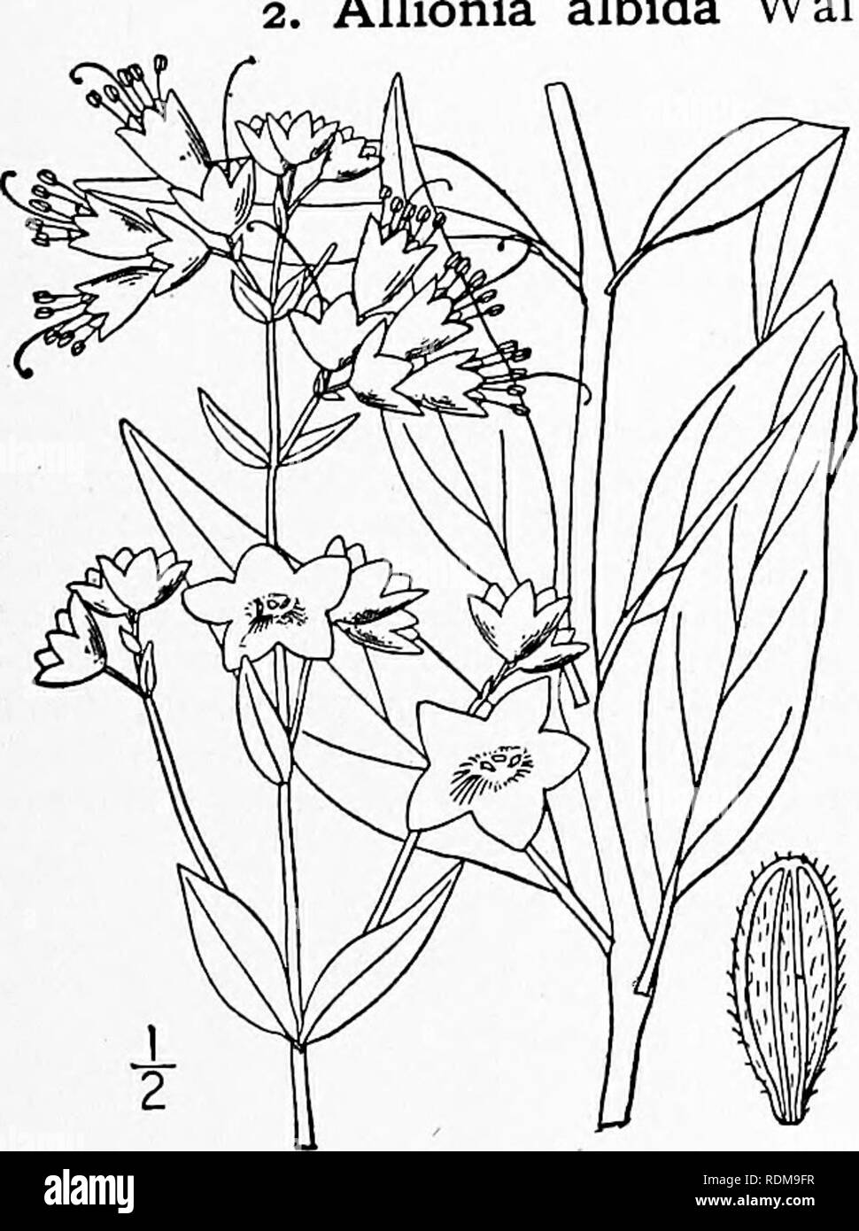 . An illustrated flora of the northern United States, Canada and the British possessions, from Newfoundland to the parallel of the southern boundary of Virginia, and from the Atlantic Ocean westward to the 102d meridian. Botany; Botany. Allionia glabra (S. Wats.) Kuntze, of the Southwest, differing in has recently been collected in western Kansas being Allionia albida Walt. Pale Umbrella-wort. Fig. glabrous throughout, 1727. Allionia albida Walt. Fl. Car. 84. 1788. Oxybaphus albidiis Choisy in DC. Prodr. 13: Part 2, 434. 1849. A. bracteata Rydb. Bull. Torn Club 29: 690. 1902. A. lanceolata Ryd Stock Photo