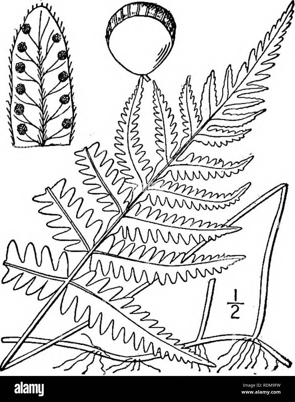 . An illustrated flora of the northern United States, Canada and the British possessions, from Newfoundland to the parallel of the southern boundary of Virginia, and from the Atlantic Ocean westward to the 102d meridian. Botany; Botany. Genus 7. FERN FAMILY. 23. 14. Dryopteris Phegopteris (L.) C. Chr. Long Beech-fern. Fig. 50. Polypodium Phegopteris L. Sp. PI. 1089. 1753. Phegopteris polypodioides Fee, Gen. Fil. 243. 1850-52. Phegopteris Phegopteris Underw.; Small, Bull. Torr. Club, 20: 462. 1893. Dryopteris Phegopteris C. Chr. Ind. Fil. 284. 1905. Rootstock slender, creeping, somewhat chaffy. Stock Photo