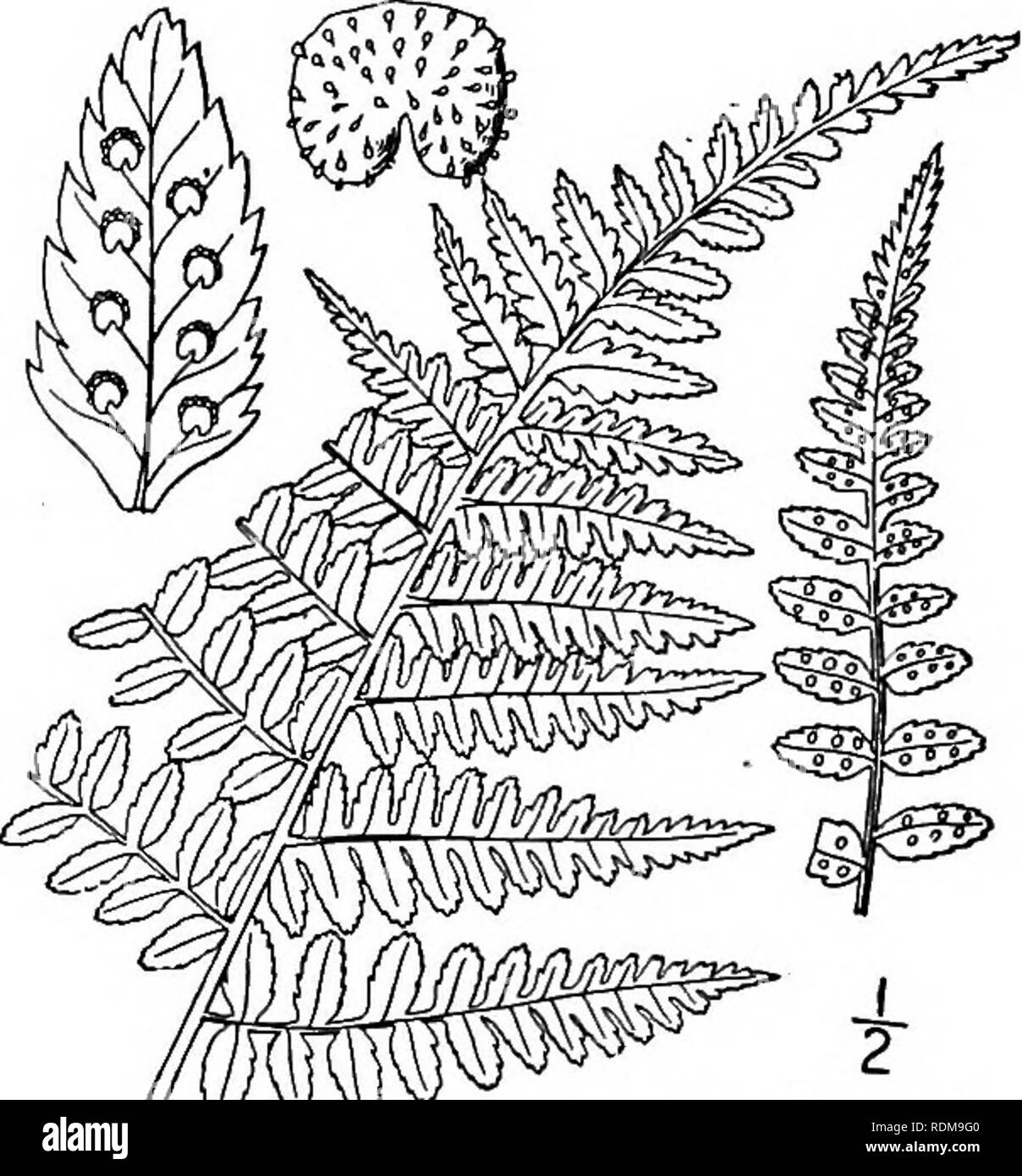 . An illustrated flora of the northern United States, Canada and the British possessions, from Newfoundland to the parallel of the southern boundary of Virginia, and from the Atlantic Ocean westward to the 102d meridian. Botany; Botany. 12. Dryopteris intermedia (Muhl.) Gray. American Shield-fern. Fig. 48. Polypodium intermedium Muhl.; Willd. Sp. PI. 5: 262. 1810. Aspidium americanum Davenp. Am. Nat. 12:. 714. 1878. Dryopteris spimdosa var. intermedia Underw. Nat. Ferns, ed. 4, 116. 1893. Rootstock creeping. Leaves equal, spreading in a complete crown; stipes 4'-i4' long, with light brownish o Stock Photo