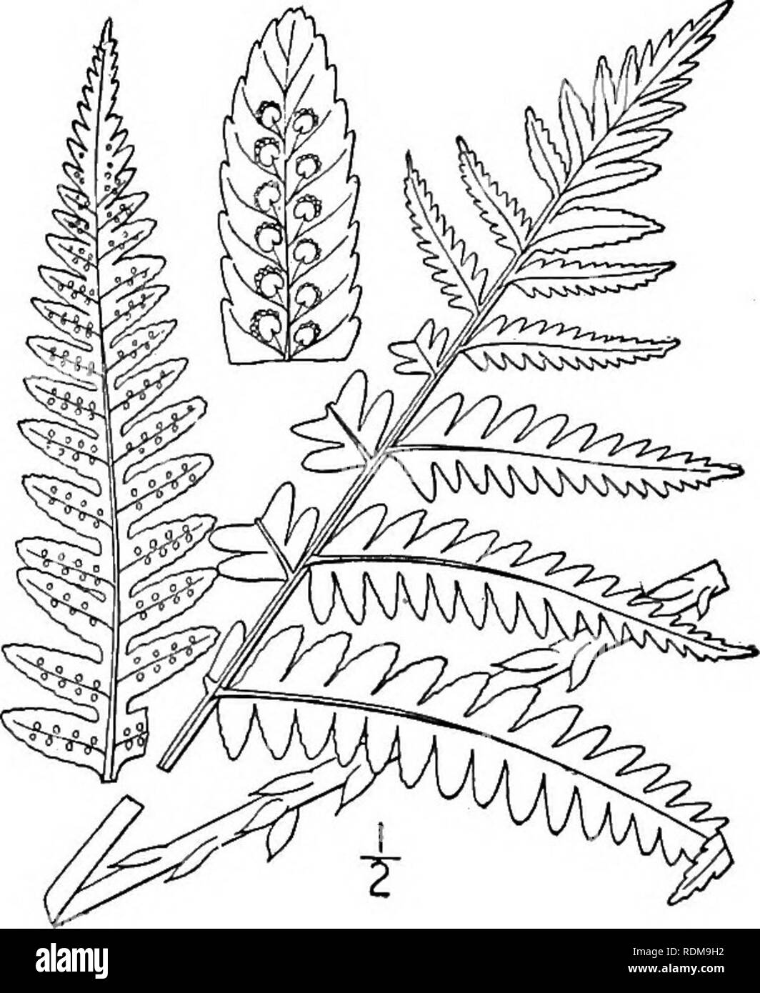 . An illustrated flora of the northern United States, Canada and the British possessions, from Newfoundland to the parallel of the southern boundary of Virginia, and from the Atlantic Ocean westward to the 102d meridian. Botany; Botany. 6. Dryopteris Clintoniana (D. C. Eaton) Dowell. Clinton's Fern. Fig. 42. Aspidium cristatum var. Clintonianum D. C. Eaton in Gray, Man. ed. 5, 665. 1867. Dryopteris crisiata var. Clintoniana Underw. Native Ferns, ed. 4, 115. 1893. Dryopteris Clintoniana Dowell, Proc. Staten Id. Assoc. Arts &amp; Sc. 1 : 64. 1906. Rootstocks stout, creeping, densely chaffy. Leav Stock Photo