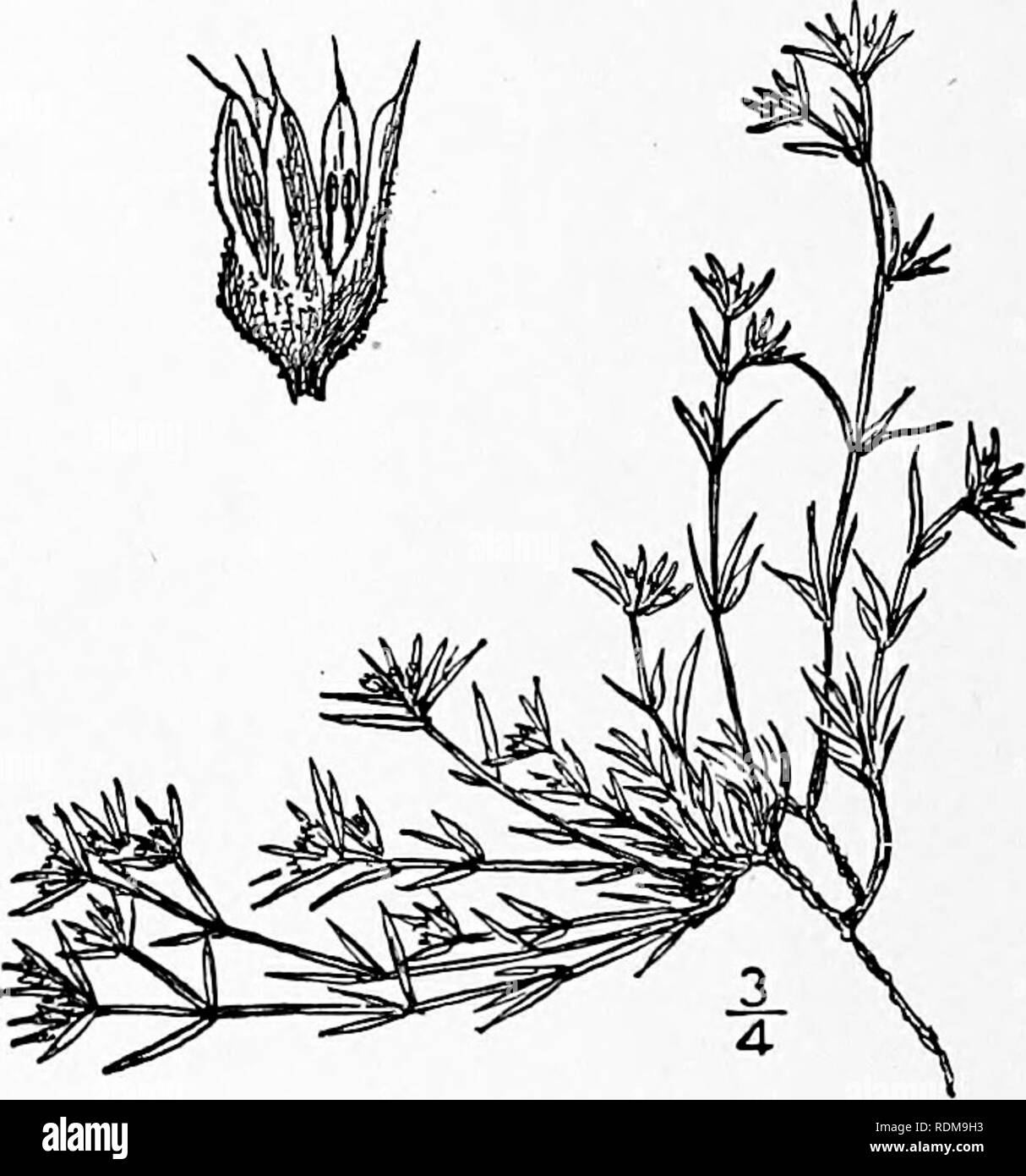 . An illustrated flora of the northern United States, Canada and the British possessions, from Newfoundland to the parallel of the southern boundary of Virginia, and from the Atlantic Ocean westward to the 102d meridian. Botany; Botany. 4. Paronychia dichotoma (L.) Nutt. Fork- ing Whitlow-wort. Nailwort. Fig. 1719. Achyranthes dichotoma L. Mant. 51. 1767. Paronychia dichotoma Nutt. Gen. i: 159. 1818. Much branched from the thick woody base, gla- brous or puberulent, 4-14' tall. Leaves subulate, smooth, all acute, mucronate or bristle-tipped; stipules entire, silvery, often 5&quot;-6&quot; long Stock Photo