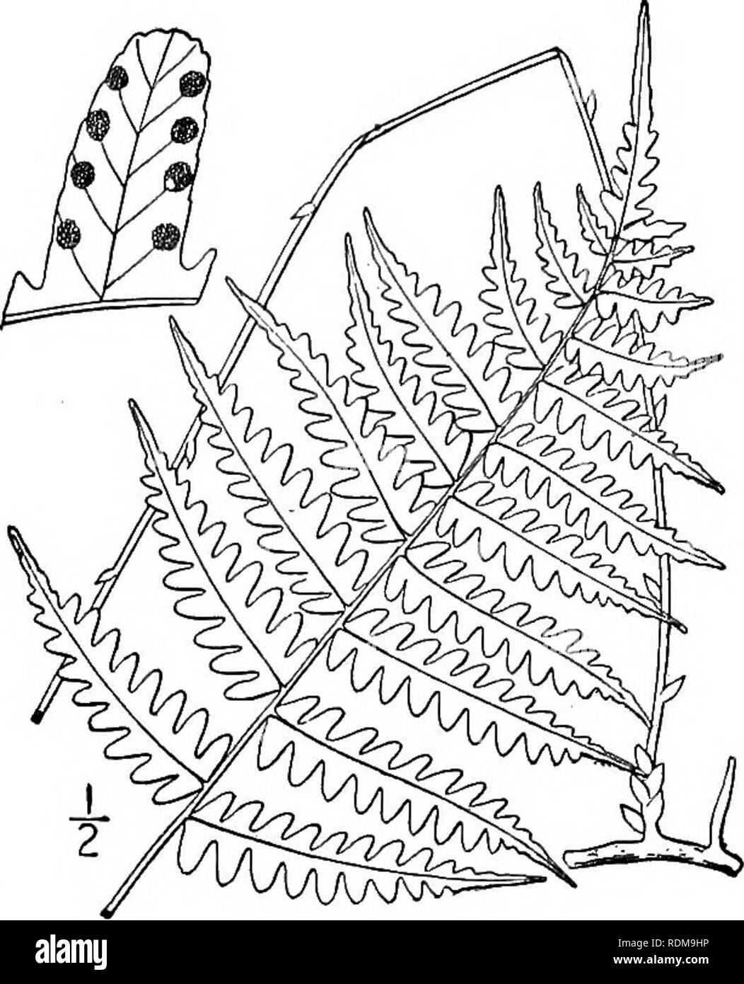. An illustrated flora of the northern United States, Canada and the British possessions, from Newfoundland to the parallel of the southern boundary of Virginia, and from the Atlantic Ocean westward to the 102d meridian. Botany; Botany. Genus 7. FERN FAMILY. 3. Dryopteris simulata Davenp. Dodge's Shield-fern. Fig. 39. Aspidium simulatum Davenp. Bot. Gaz. ig: 495. 1894. Dryopteris simulata Davenp. Bot. Gaz. 19: 497. 1894. As synonym. Rootstock wide-creeping, slender, brownish; stipes 6'-2o' long, straw-colored, dark brown at base, with deciduous scales; blades 8'-2o' long, 2-7' wide, oblong-lan Stock Photo