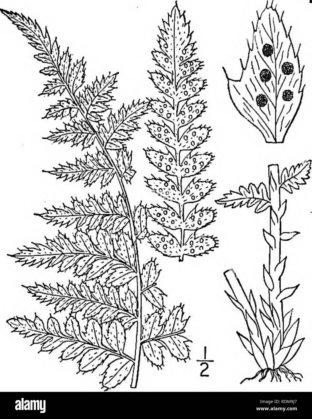 . An illustrated flora of the northern United States, Canada and the British possessions, from Newfoundland to the parallel of the southern boundary of Virginia, and from the Atlantic Ocean westward to the 102d meridian. Botany; Botany. 3. Polystichum scopulinum (D. C. Eaton) Maxon. Eaton's Shield-fern. Fig. 35. Aspidium aculeatum var. scopulinum D. C. Eaton, Ferns N. Am. 2: 125. pi. 62, f. 8. 1880. P. scopulinum Maxon, Fern Bull. 8: 29. 1900. Rootstock stout, ascending, with numerous cord- like roots. Leaves 9/-17' long, the stipe 2'-s' long, densely chaffy at the base with both broad and nar Stock Photo