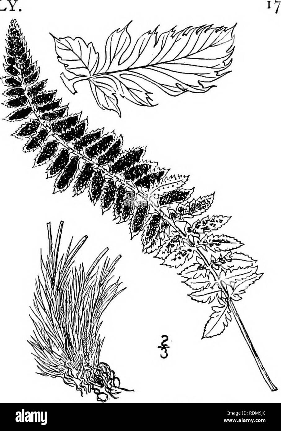 . An illustrated flora of the northern United States, Canada and the British possessions, from Newfoundland to the parallel of the southern boundary of Virginia, and from the Atlantic Ocean westward to the 102d meridian. Botany; Botany. Genus 6. FERN FAMILY.. 3. Polystichum scopulinum (D. C. Eaton) Maxon. Eaton's Shield-fern. Fig. 35. Aspidium aculeatum var. scopulinum D. C. Eaton, Ferns N. Am. 2: 125. pi. 62, f. 8. 1880. P. scopulinum Maxon, Fern Bull. 8: 29. 1900. Rootstock stout, ascending, with numerous cord- like roots. Leaves 9/-17' long, the stipe 2'-s' long, densely chaffy at the base  Stock Photo