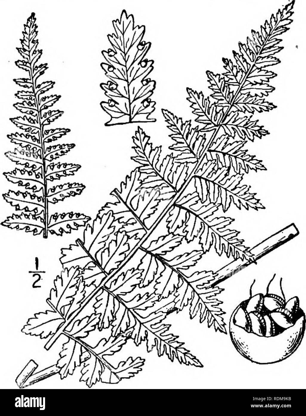 . An illustrated flora of the northern United States, Canada and the British possessions, from Newfoundland to the parallel of the southern boundary of Virginia, and from the Atlantic Ocean westward to the 102d meridian. Botany; Botany. 6. Woodsia obtusa (Spreng.) Torr. Blunt- lobed Woodsia. Fig. 28. Polypodium obtusum Spreng. Anleit. 3: 92. 1904. Woodsia obtusa Torr. Cat. PI. in Geol. Rep. N. if. 195- 1840. Rootstock short, creeping, with relatively few leaves. Stipes not jointed, straw-colored, chaffy, 3'-6' long; blades broadly lanceolate, 6'-is' long, minutely glandular-puberulent, nearly  Stock Photo