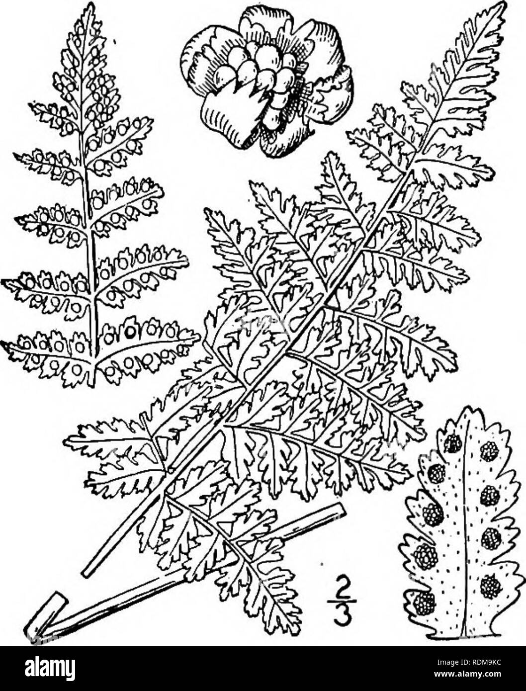 . An illustrated flora of the northern United States, Canada and the British possessions, from Newfoundland to the parallel of the southern boundary of Virginia, and from the Atlantic Ocean westward to the 102d meridian. Botany; Botany. '4 POLYPODIACEAE. Vol. I.. 6. Woodsia obtusa (Spreng.) Torr. Blunt- lobed Woodsia. Fig. 28. Polypodium obtusum Spreng. Anleit. 3: 92. 1904. Woodsia obtusa Torr. Cat. PI. in Geol. Rep. N. if. 195- 1840. Rootstock short, creeping, with relatively few leaves. Stipes not jointed, straw-colored, chaffy, 3'-6' long; blades broadly lanceolate, 6'-is' long, minutely gl Stock Photo