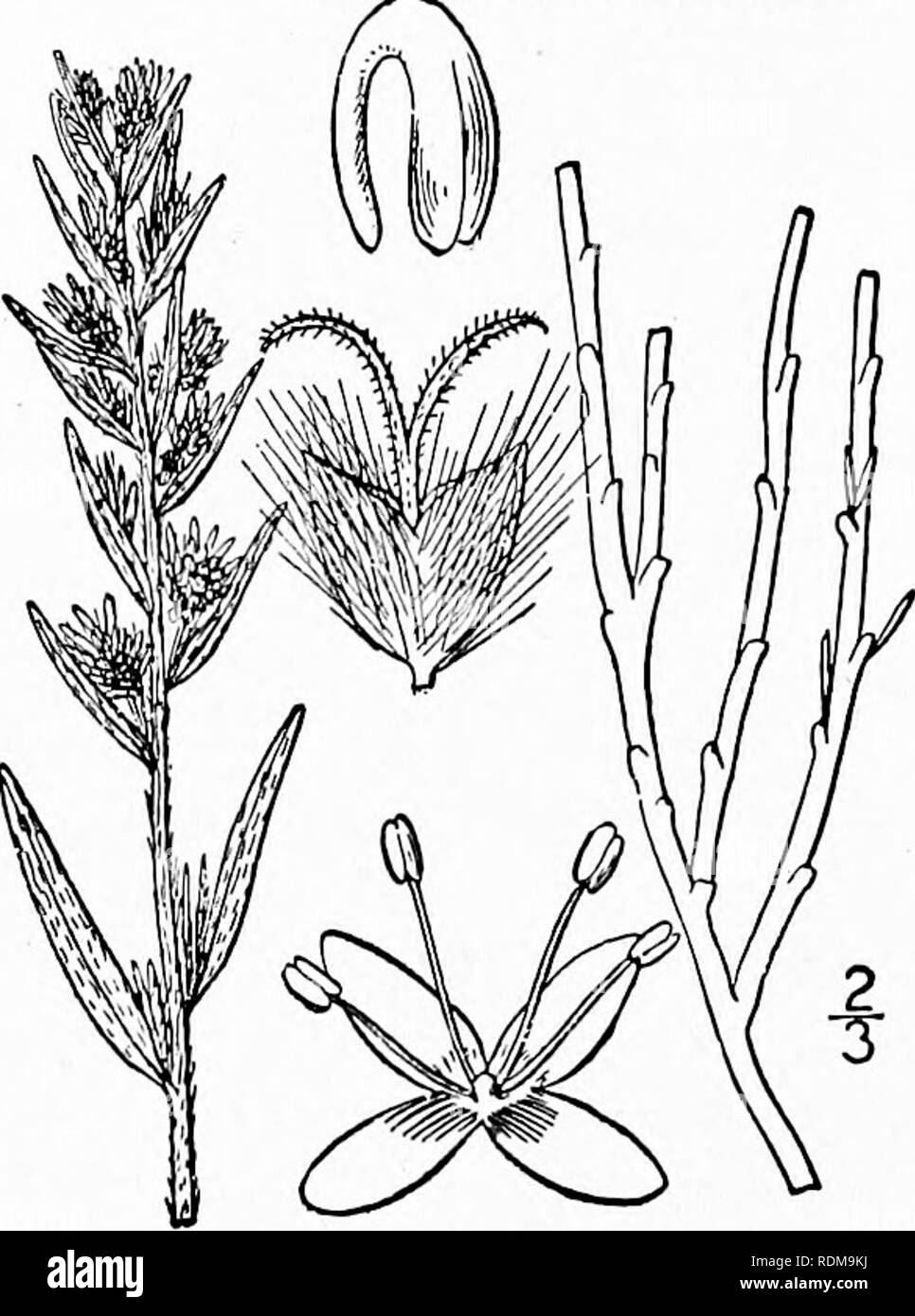 . An illustrated flora of the northern United States, Canada and the British possessions, from Newfoundland to the parallel of the southern boundary of Virginia, and from the Atlantic Ocean westward to the 102d meridian. Botany; Botany. 20 CHENOPODIACEAE. Vol. II. embryo nearly annular in the mealy endosperm, its radicle pointing downward. [From the Greek for hoariness or mould.] Two known species, the following of western North America ; the other, of western Asia and eastern Europe is the generic type. I. Eurotia lanata fPursh) Moq. American Eurotia. White Sage. Fig. 1703. DioHs lanata Pursh Stock Photo