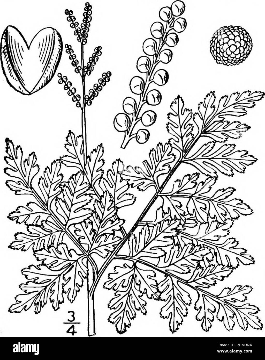 . An illustrated flora of the northern United States, Canada and the British possessions, from Newfoundland to the parallel of the southern boundary of Virginia, and from the Atlantic Ocean westward to the 102d meridian. Botany; Botany. OPHIOGLOSSACEAE. Vol. I. 9. Botrychium silaifolium Presl. Leathery Grape-fern. Fig. 12. B. silaifolium Presl, Rel. Haenk. i: 76. 1825. Botrychium ternatum subvar. intermedium D. C. Eaton, Ferns N. Am. 1: 149. 1878. B.occidenlaleUnderw.Bull.Torr.Club,25 : 538. 1898. Leaves single or sometimes two, 8'-i8' long, thick and fleshy, coriaceous in drying, glaucous, th Stock Photo