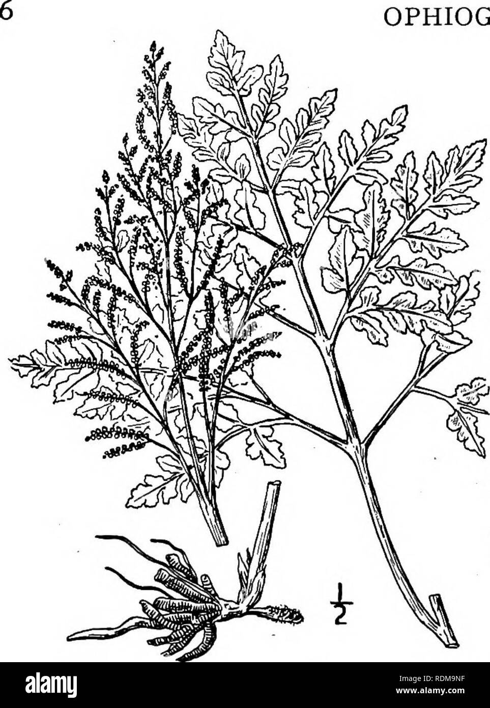 . An illustrated flora of the northern United States, Canada and the British possessions, from Newfoundland to the parallel of the southern boundary of Virginia, and from the Atlantic Ocean westward to the 102d meridian. Botany; Botany. OPHIOGLOSSACEAE. Vol. I. 9. Botrychium silaifolium Presl. Leathery Grape-fern. Fig. 12. B. silaifolium Presl, Rel. Haenk. i: 76. 1825. Botrychium ternatum subvar. intermedium D. C. Eaton, Ferns N. Am. 1: 149. 1878. B.occidenlaleUnderw.Bull.Torr.Club,25 : 538. 1898. Leaves single or sometimes two, 8'-i8' long, thick and fleshy, coriaceous in drying, glaucous, th Stock Photo