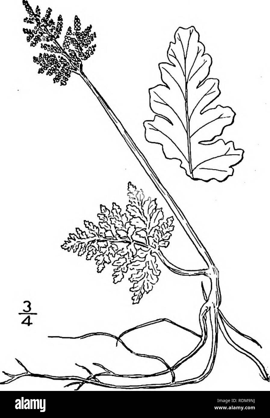 . An illustrated flora of the northern United States, Canada and the British possessions, from Newfoundland to the parallel of the southern boundary of Virginia, and from the Atlantic Ocean westward to the 102d meridian. Botany; Botany. 7. Botrychium dissectum Spreng. Cut- leaved Grape-fern, or Moonwort. Fig. 10. Botrychium dissectum Spreng. Anleit. 3: 172. 1804. Botrychium ternatum var. dissectum D. C. Eaton, Ferns N. Am. 1 : 150. 1878. Leaves 8'-i6' long, usually slender, the com- mon stalk short, under ground; bud pilose, the sporophyl and sterile blade both bent down. Sterile blade long-st Stock Photo