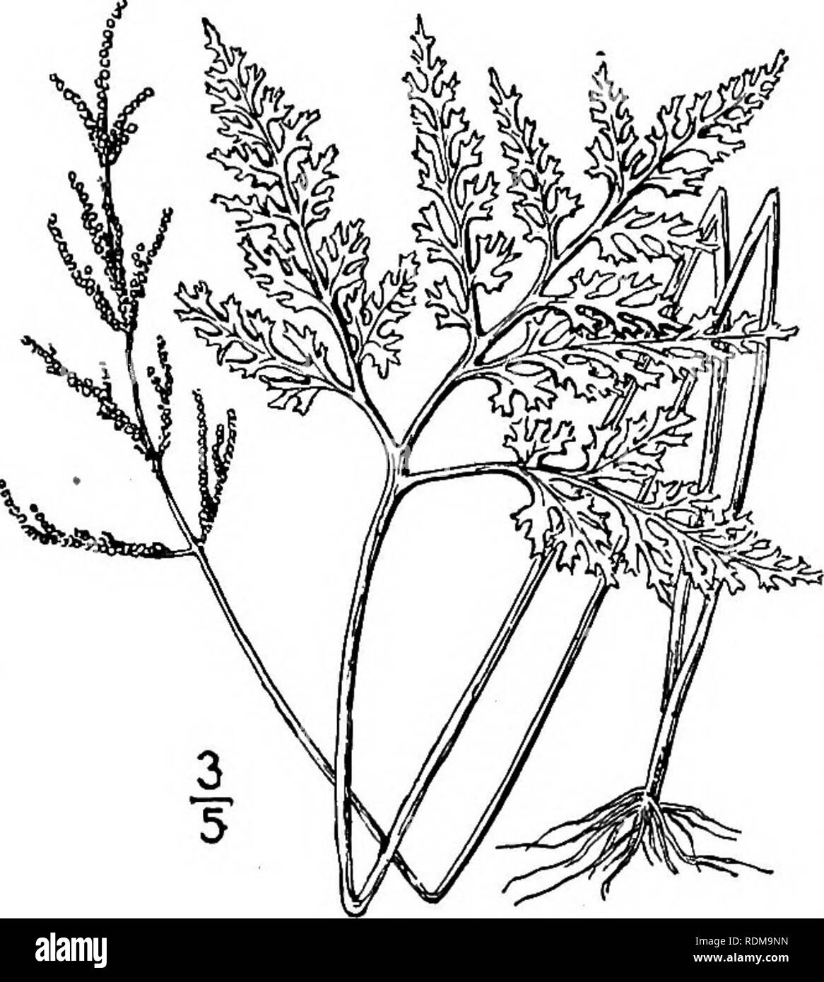 . An illustrated flora of the northern United States, Canada and the British possessions, from Newfoundland to the parallel of the southern boundary of Virginia, and from the Atlantic Ocean westward to the 102d meridian. Botany; Botany. 7. Botrychium dissectum Spreng. Cut- leaved Grape-fern, or Moonwort. Fig. 10. Botrychium dissectum Spreng. Anleit. 3: 172. 1804. Botrychium ternatum var. dissectum D. C. Eaton, Ferns N. Am. 1 : 150. 1878. Leaves 8'-i6' long, usually slender, the com- mon stalk short, under ground; bud pilose, the sporophyl and sterile blade both bent down. Sterile blade long-st Stock Photo