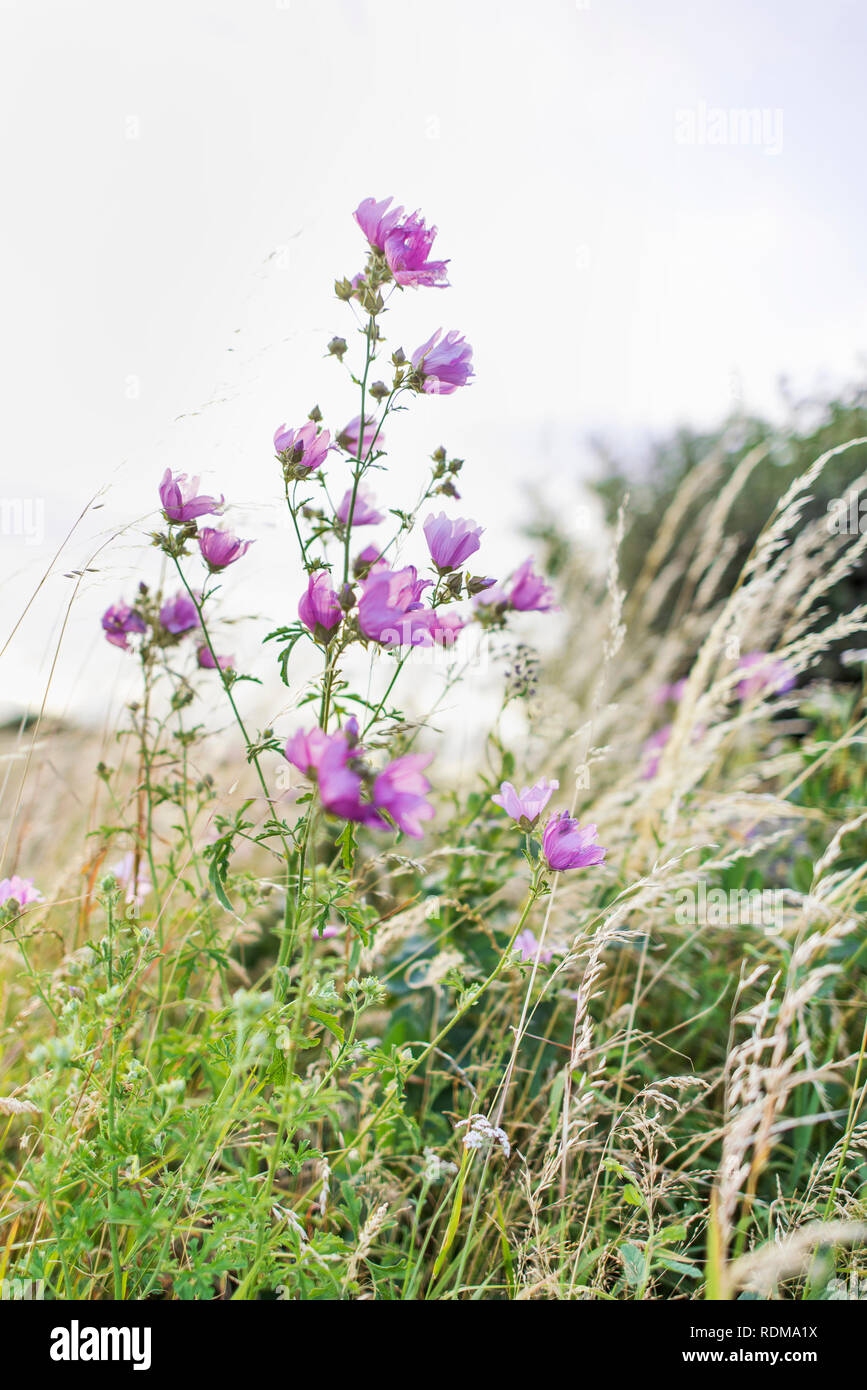 Purple flowers in meadow Stock Photo - Alamy